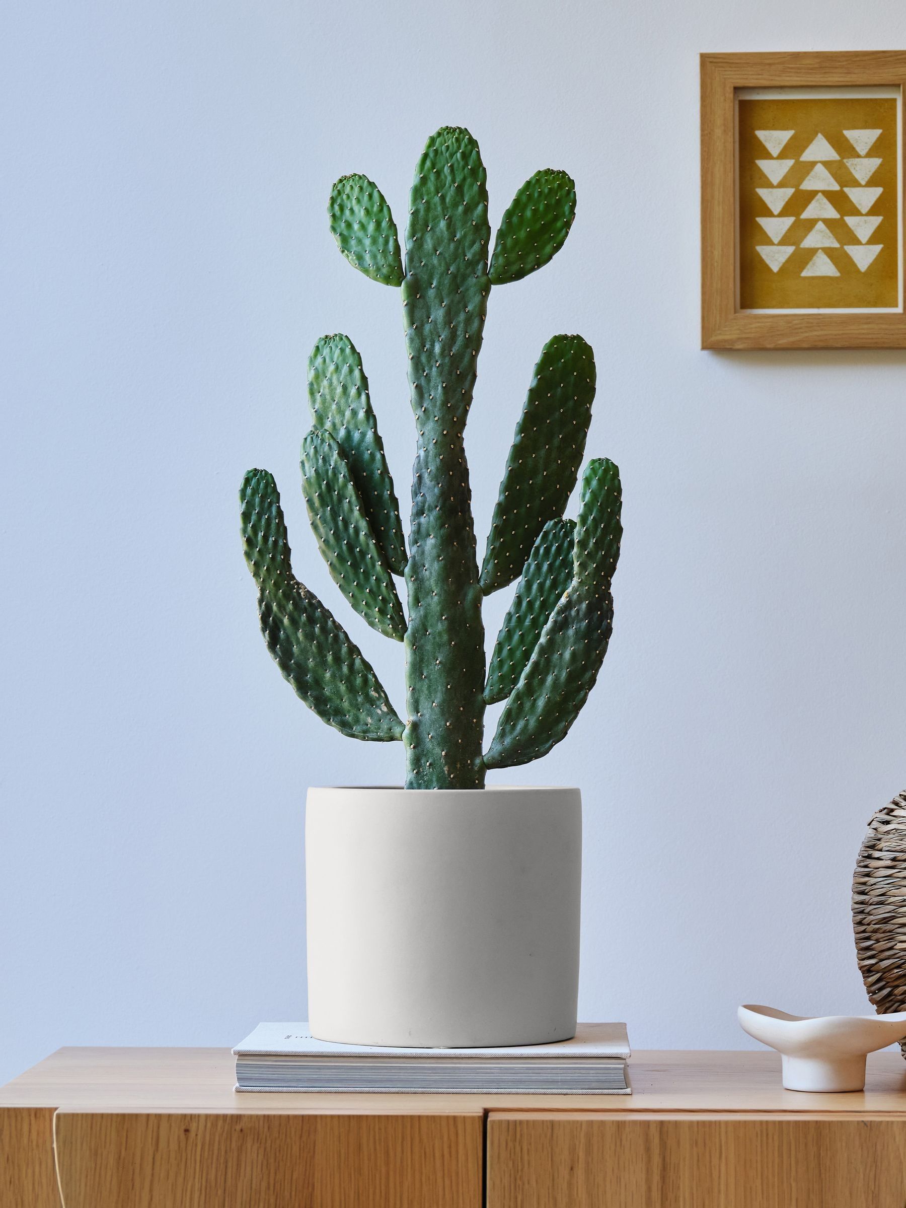 Beards & Daisies Real Cowboy Cactus Plant In Earthenware Pot