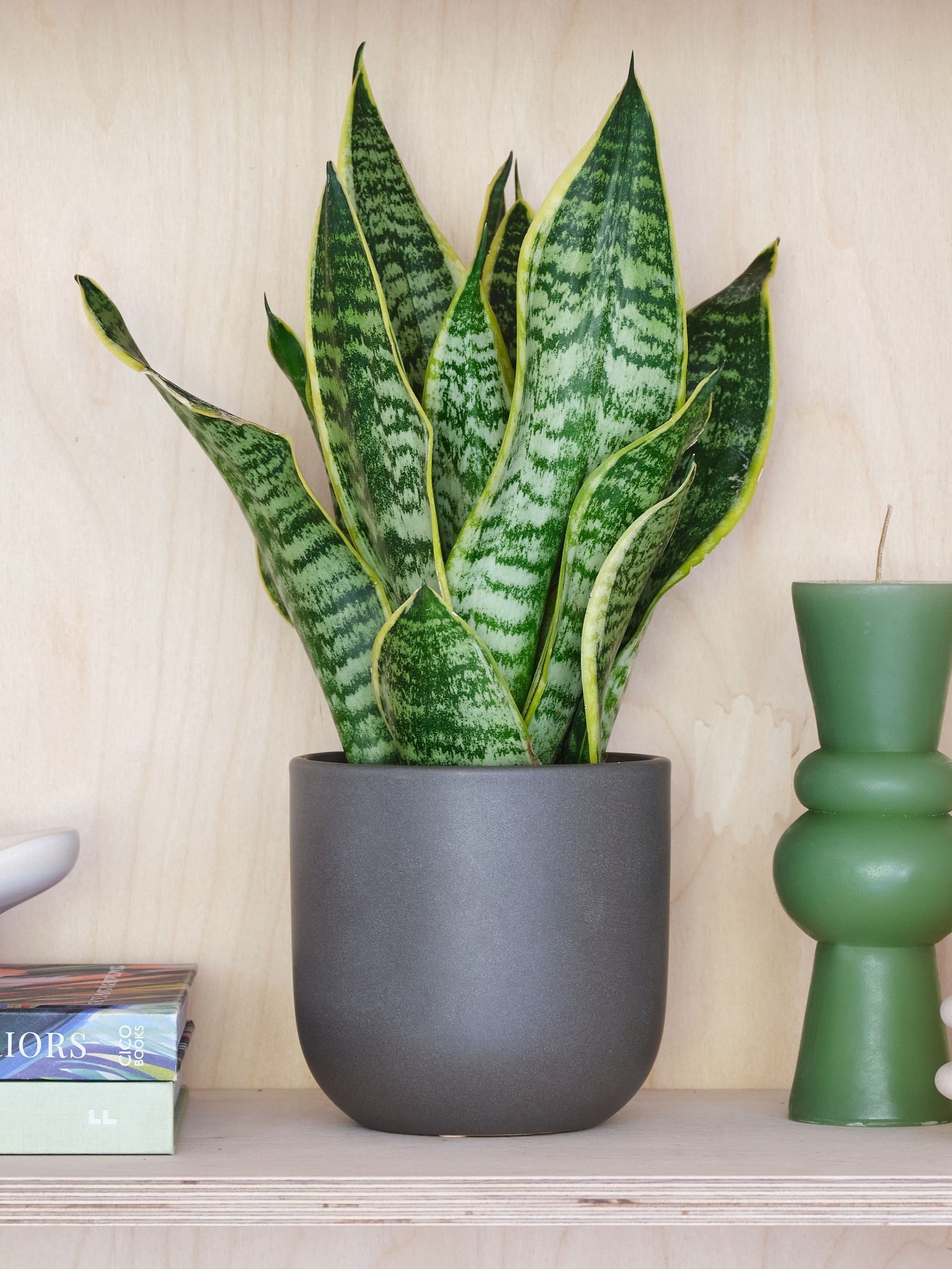 Beards & Daisies Real Snake Plant In Earthenware Pot Set