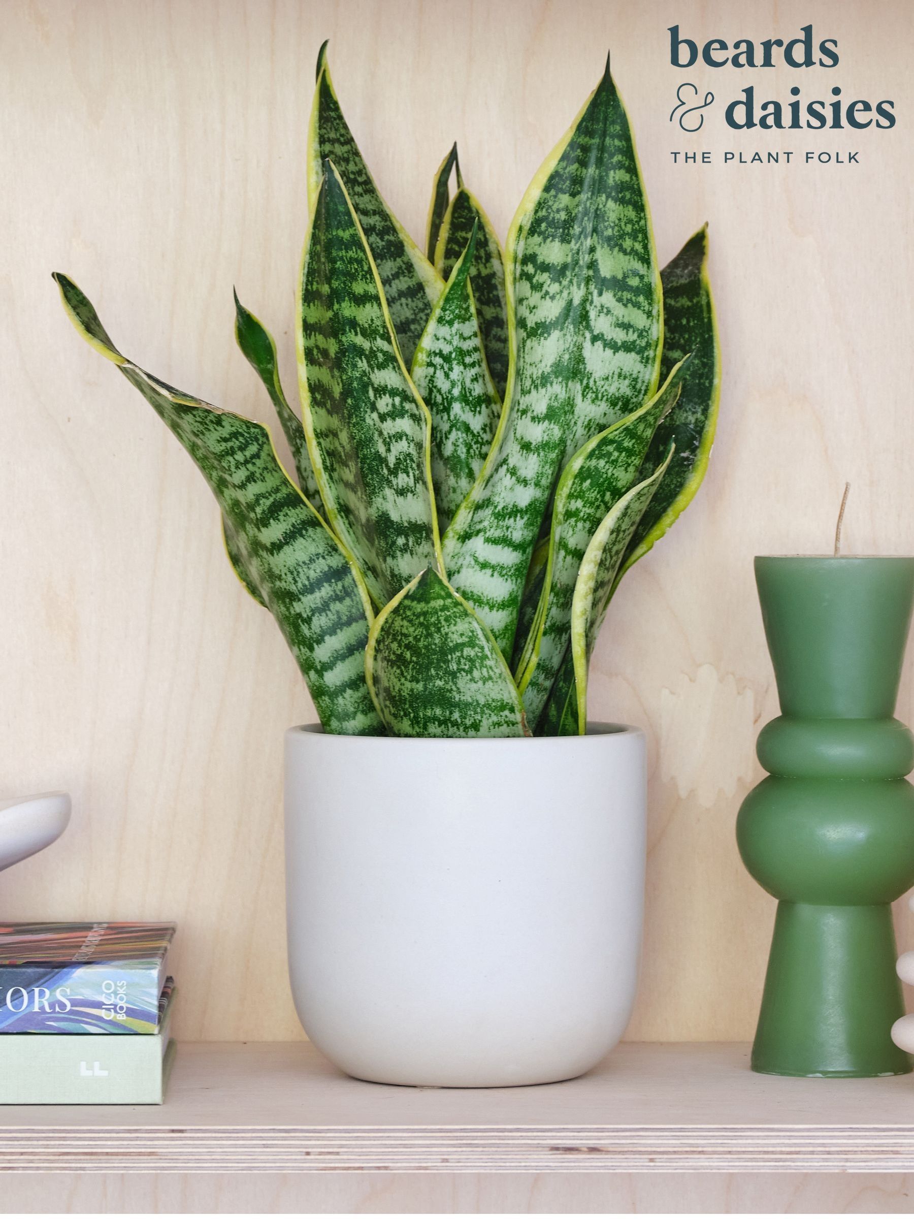 Beards & Daisies Real Snake Plant In Earthenware Pot Set