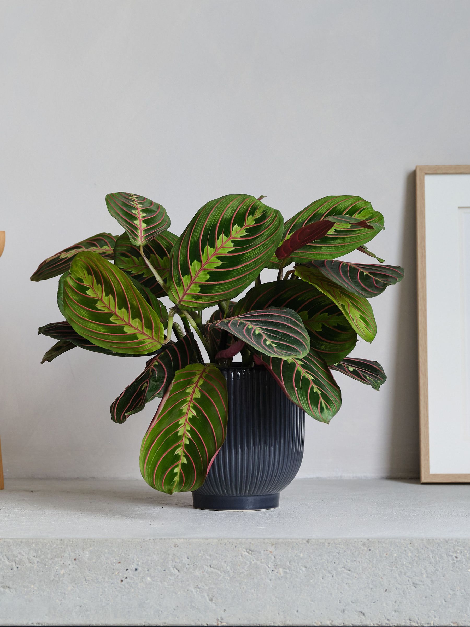 Beards & Daisies Real Prayer Plant In Ribbed Pot
