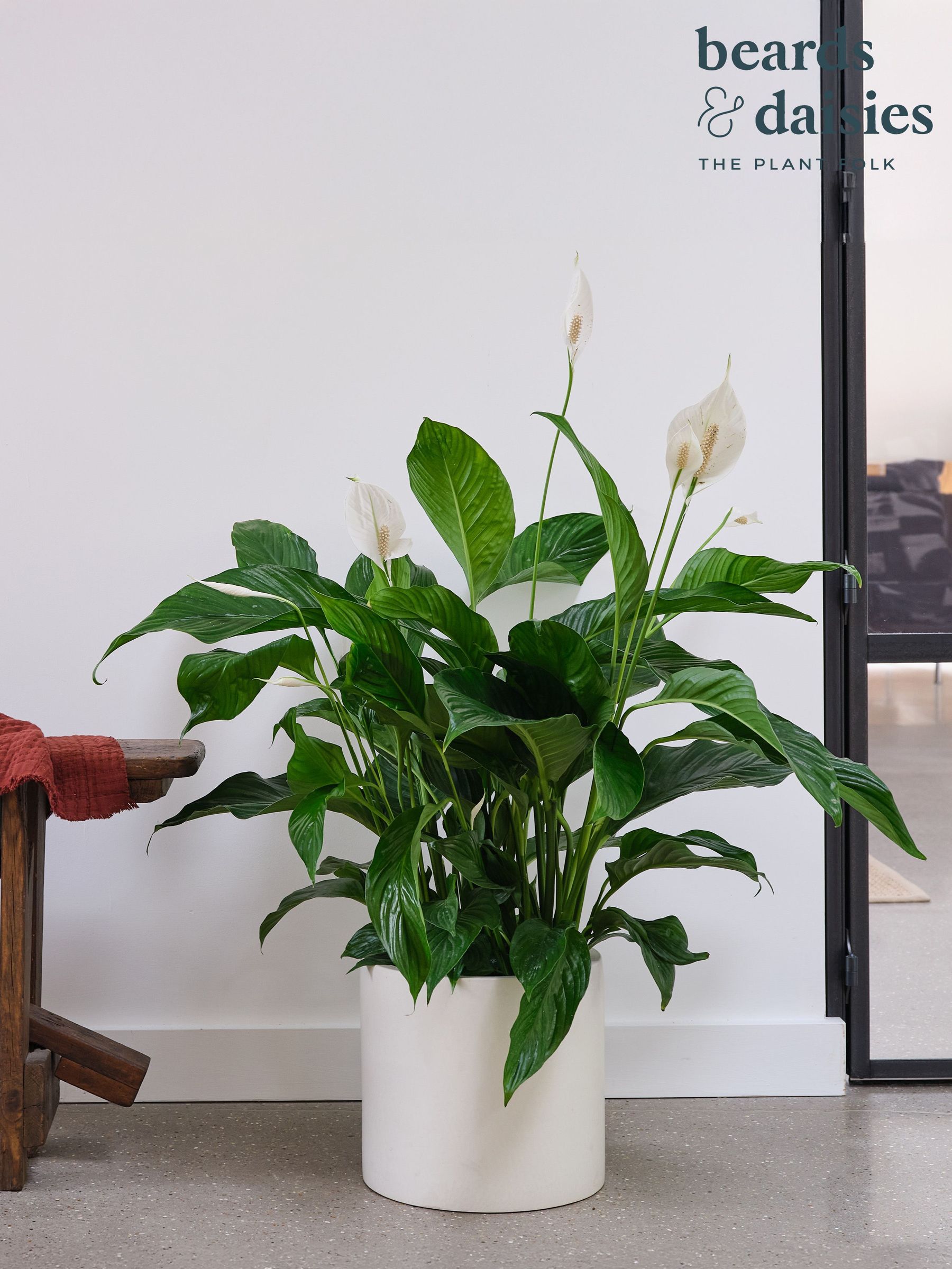 Beards & Daisies Real Peace Lily Plant In Earthenware Pot