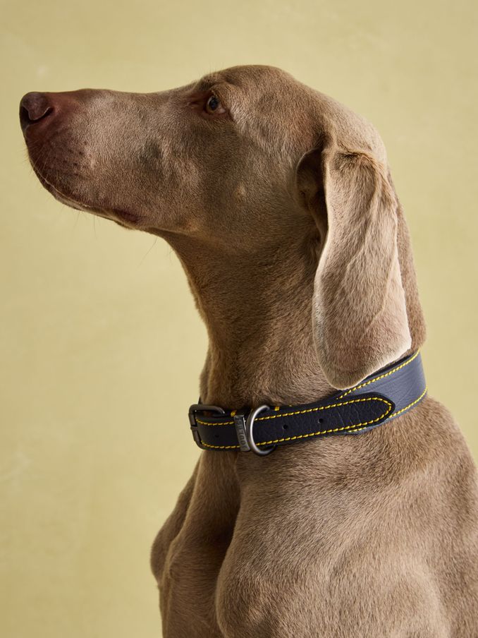 Joules Navy Leather Dog Collar (AU0916) | £14 - £18