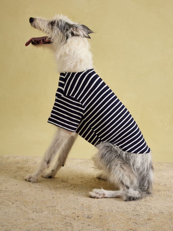 Blue Harbour Dog Top (AU0932) | £16 - £20