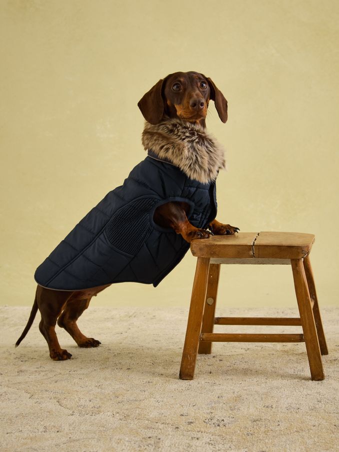 Cherington Blue Dog Coat (AU0943) | £25 - £35