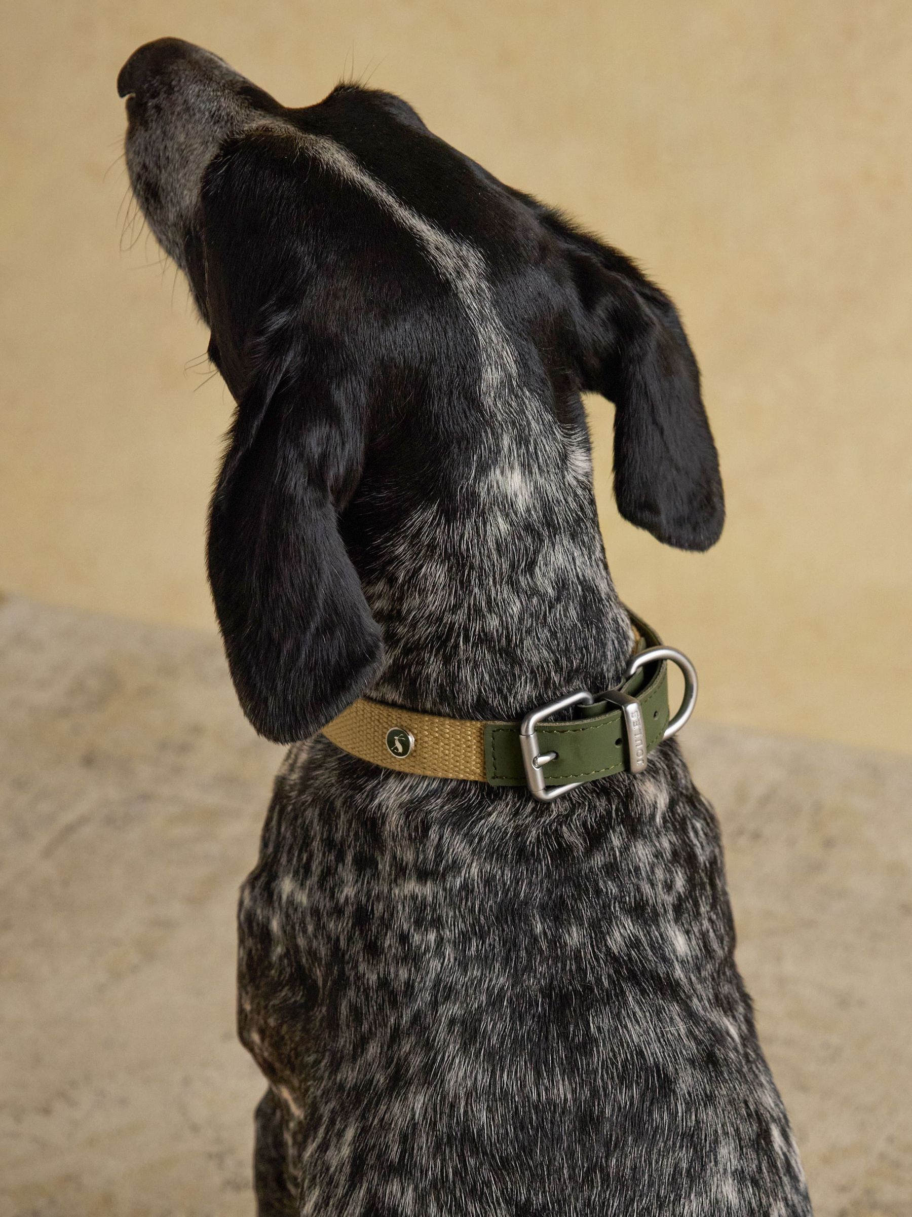 Khaki Green Pet Collar (V11821) | £18 - £22