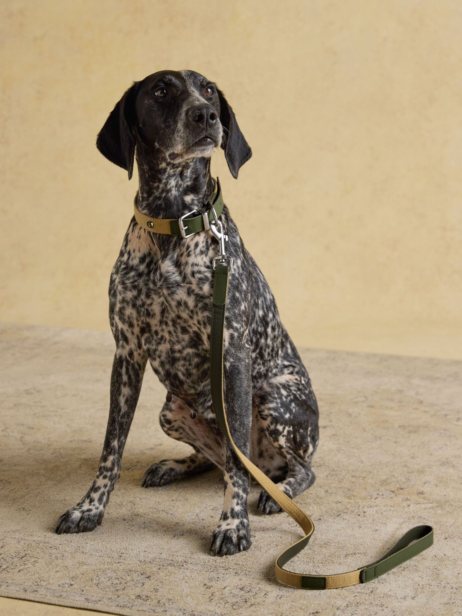 Khaki Green Pet Lead (Y16819) | £22