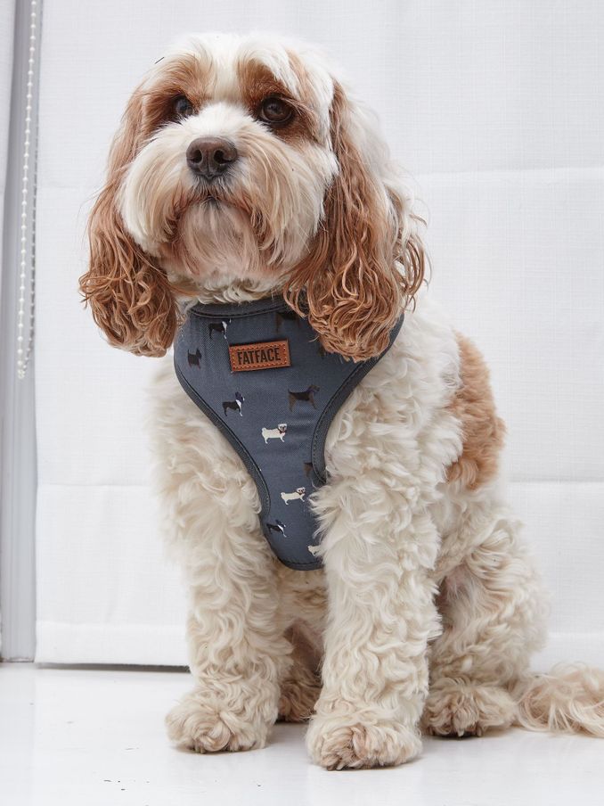 Grey Dogs Medium Harness (E60282) | $26