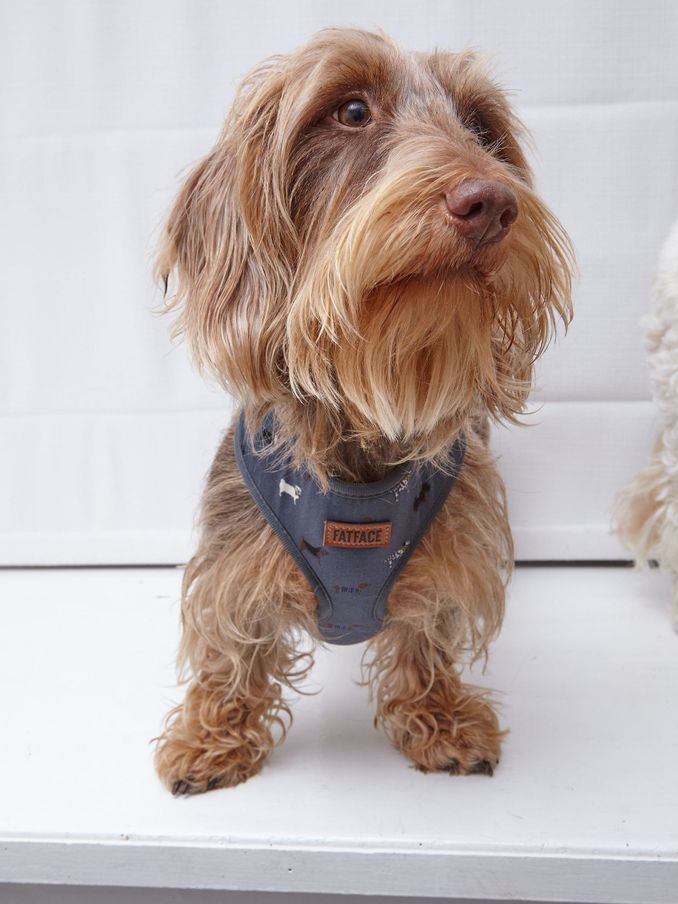 Grey Dogs Small Harness (E60292) | $22