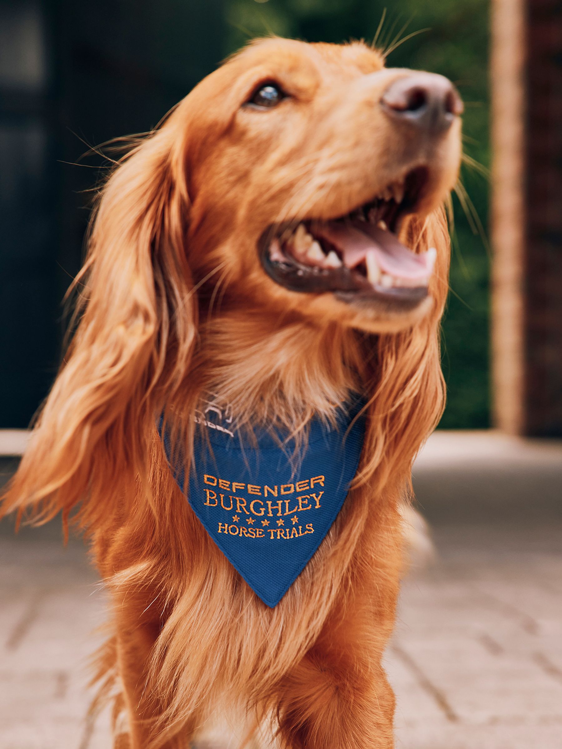 Blue Burghley Pet Bandana - Image 1 of 4