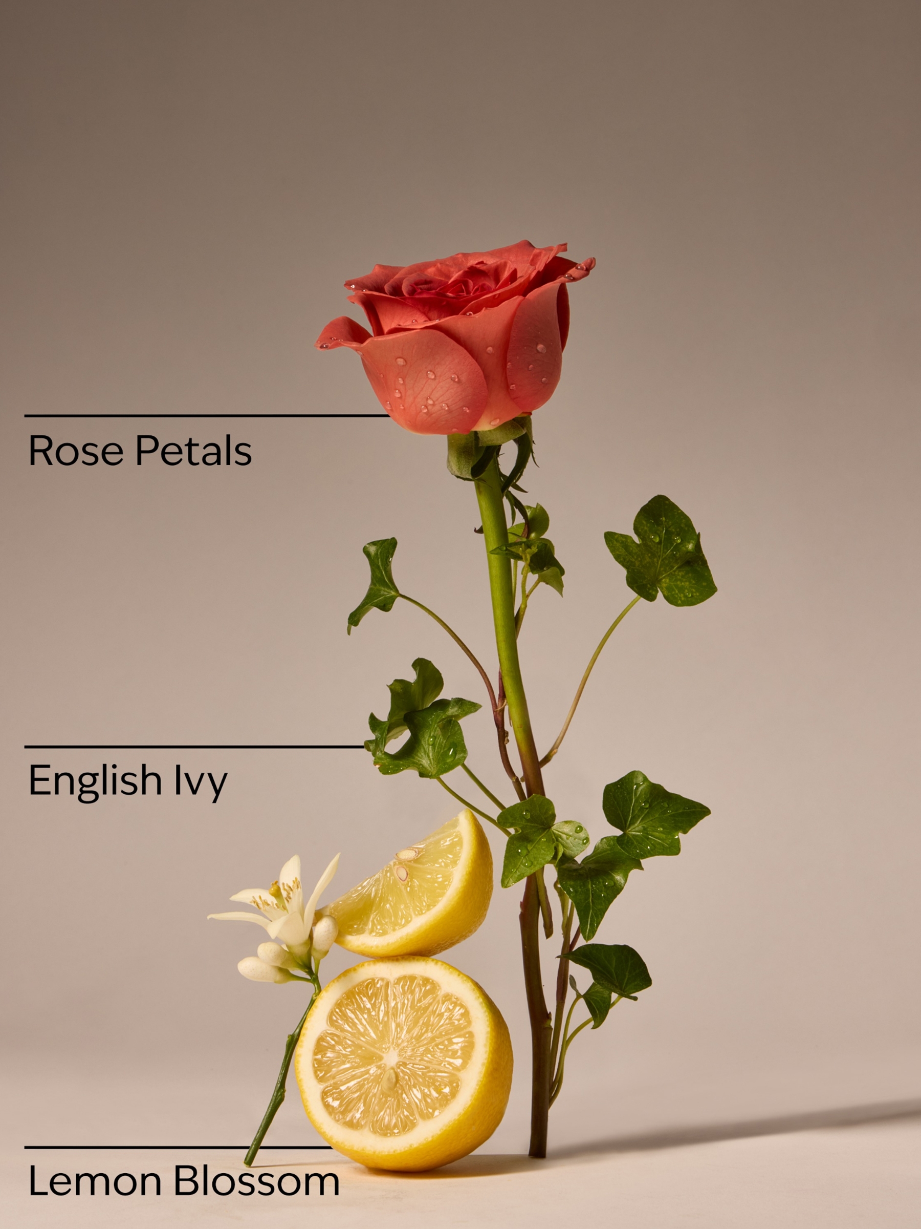 Rosewater and Ivy Concentrated Room Spray - Image 3 of 3