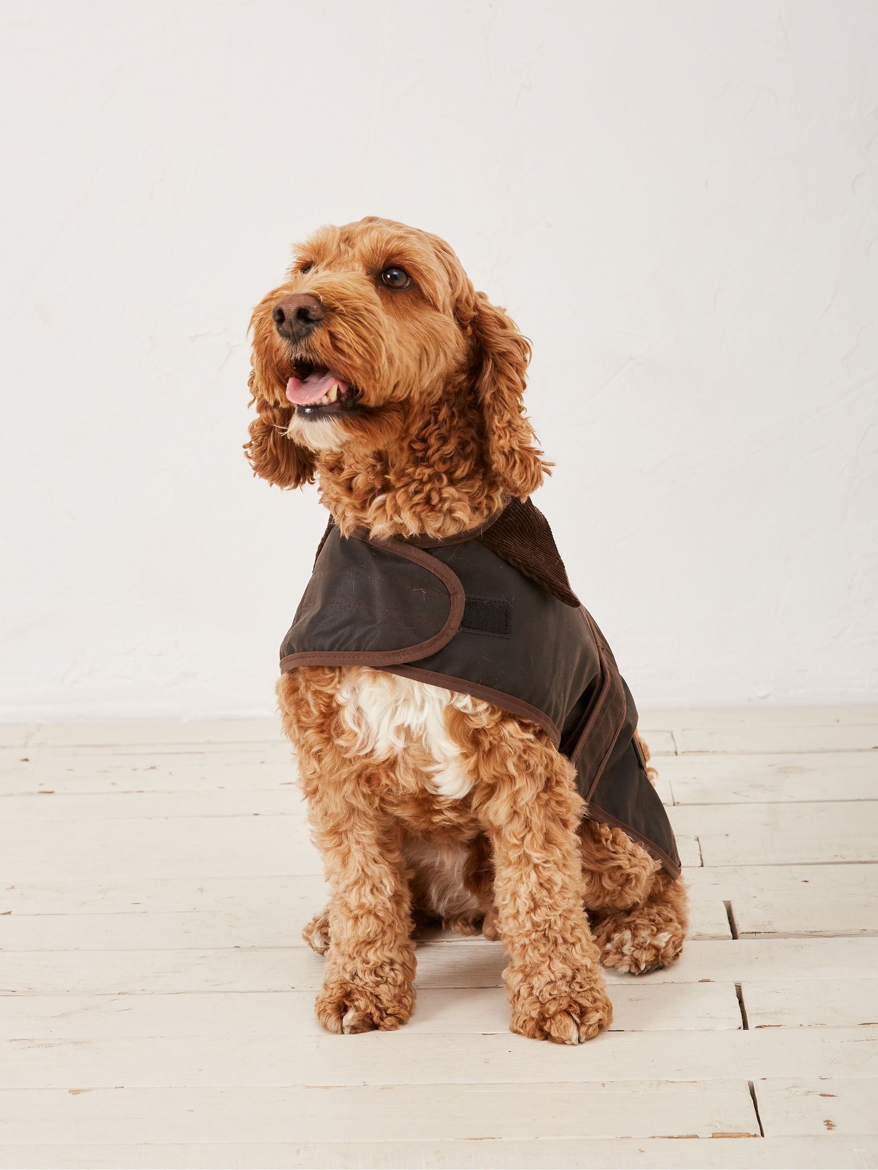 Brown 50cm Sussex Dog Coat - Image 1 of 6