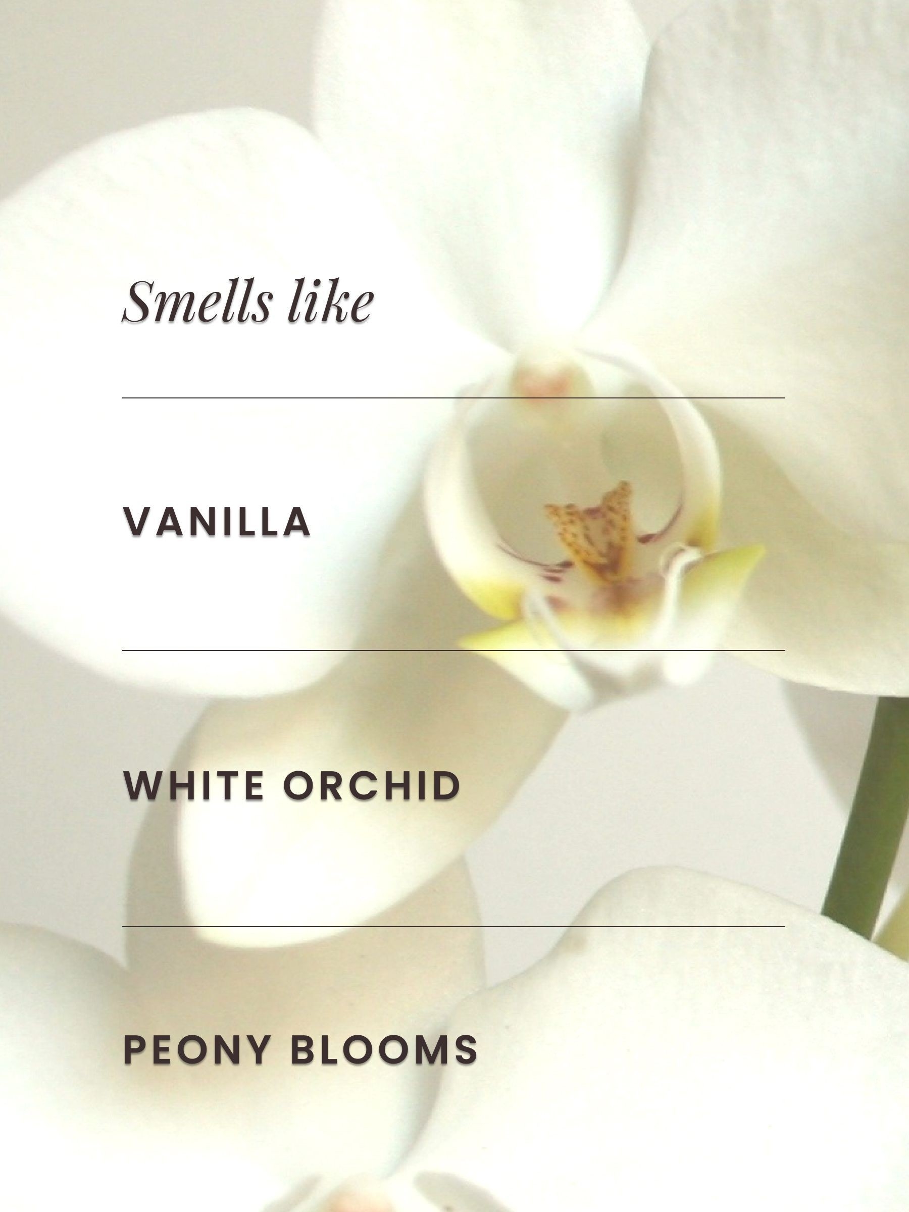 Warm Vanilla Sugar Fine Fragrance Mist 236 ml - Image 2 of 2 Warm Vanilla Sugar Fine Fragrance Mist 236 ml - Image 2 of 2