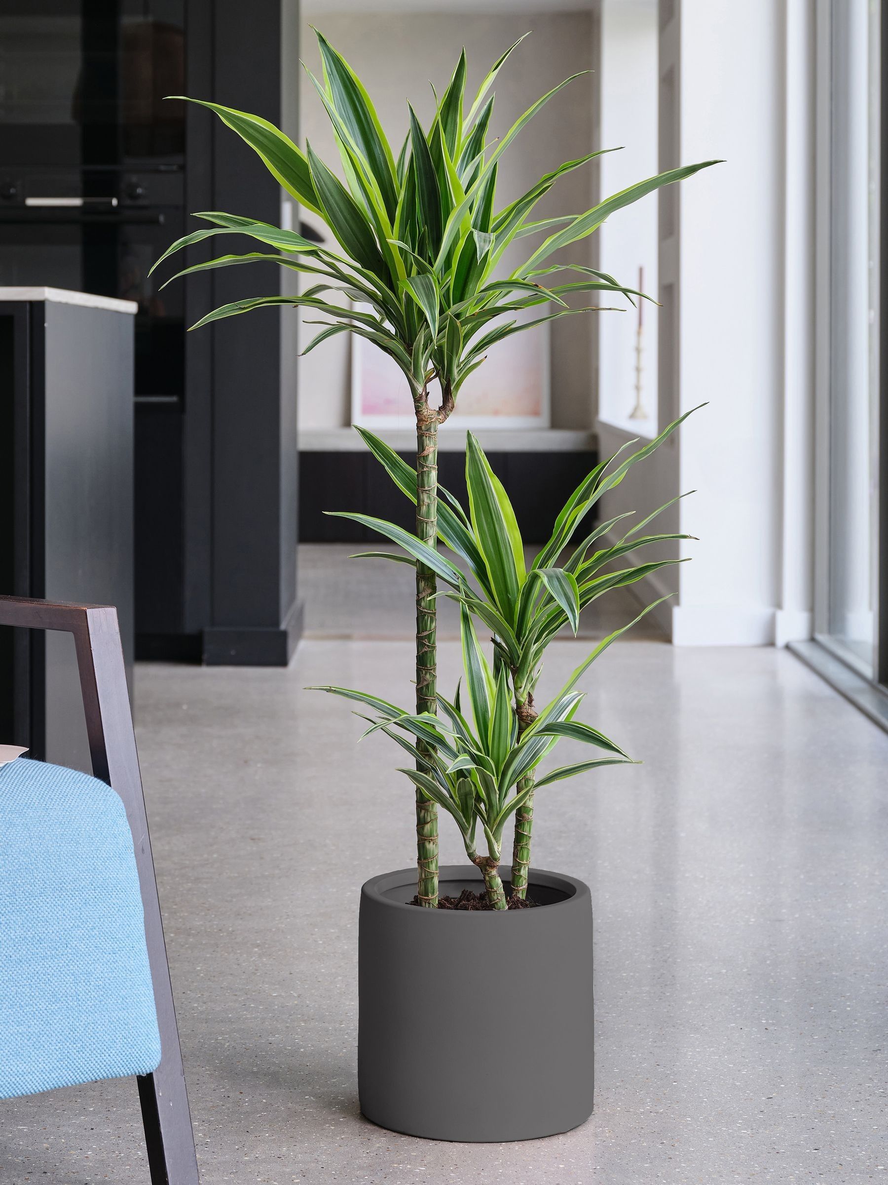 Graphite Real Dracaena Lemon Lime Plant in Earthenware Pot - Image 1 of 3 Graphite Real Dracaena Lemon Lime Plant in Earthenware Pot - Image 1 of 3