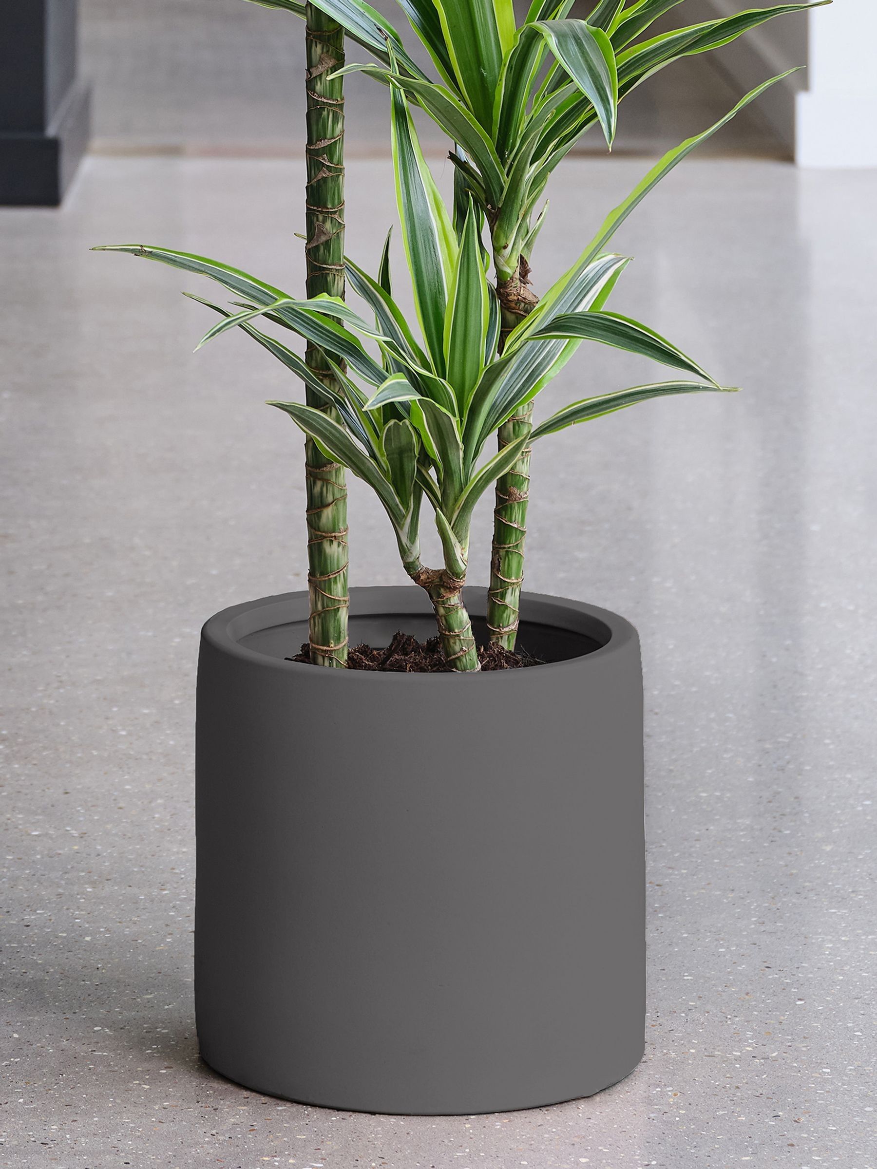 Graphite Real Dracaena Lemon Lime Plant in Earthenware Pot - Image 3 of 3 Graphite Real Dracaena Lemon Lime Plant in Earthenware Pot - Image 3 of 3