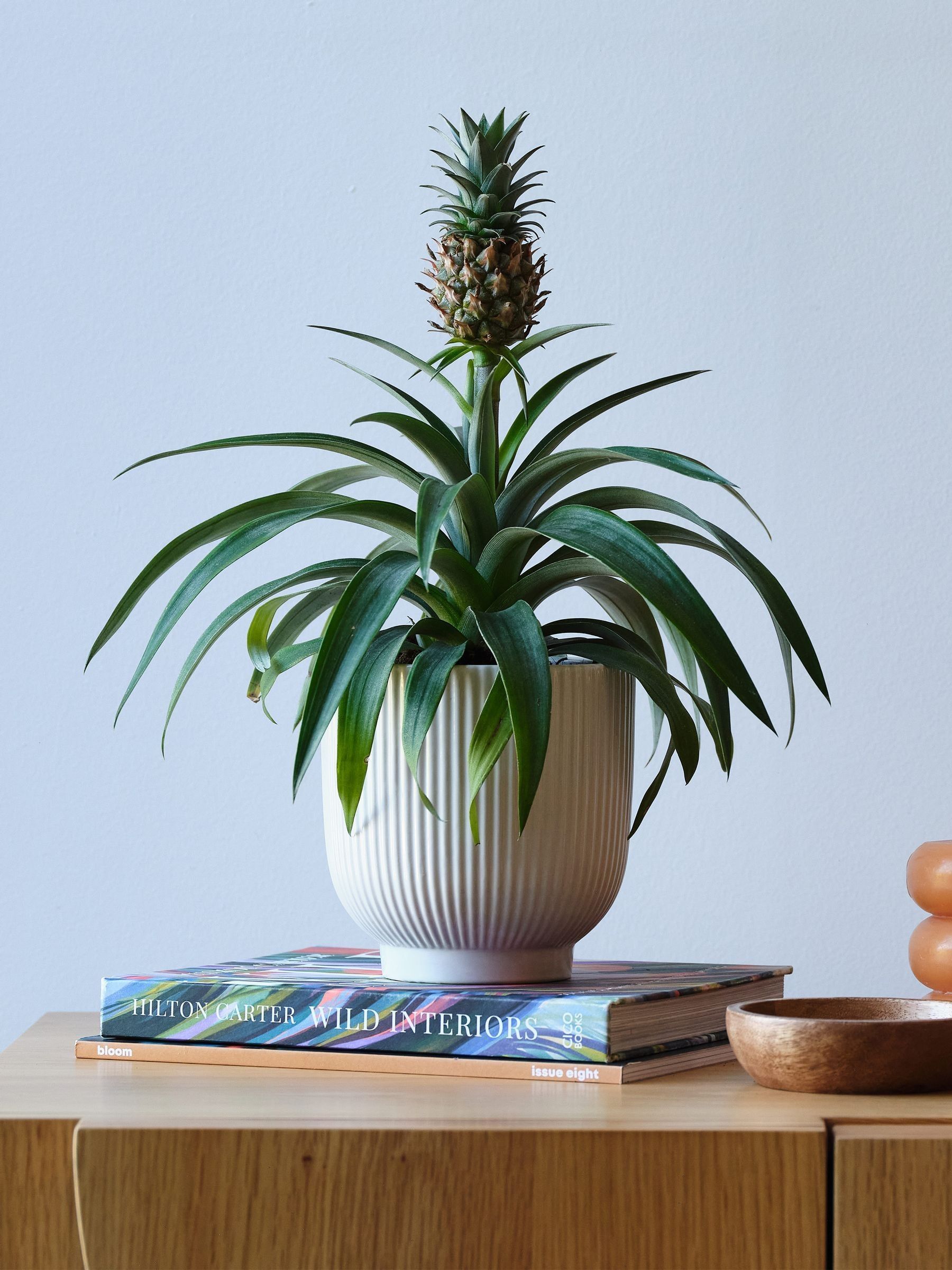 Beards & Daisies White Real Pineapple Plant in Ribbed Pot - Image 1 of 4