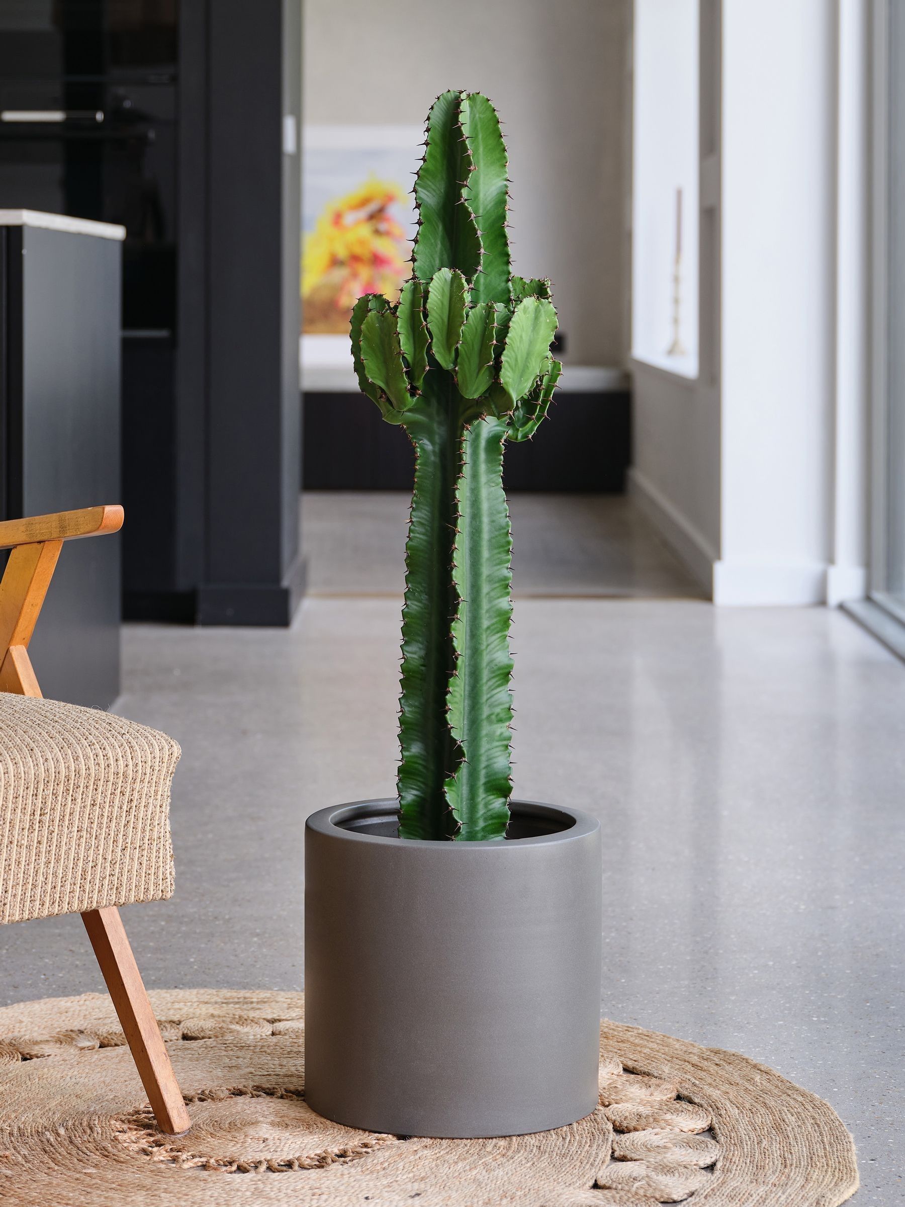 Graphite Real Euphorbia Trigona Plant in Earthenware Pot - Image 1 of 4