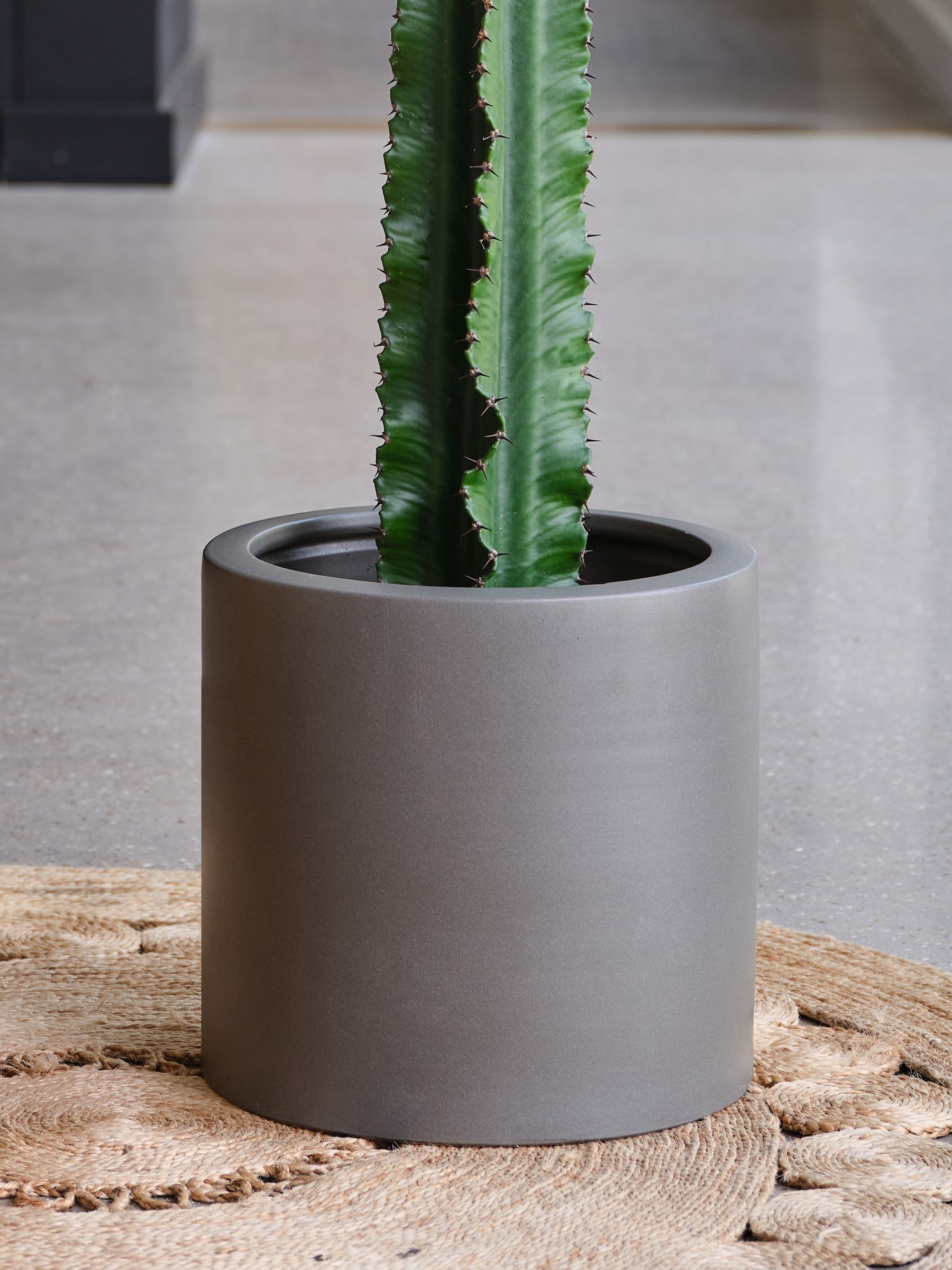 Graphite Real Euphorbia Trigona Plant in Earthenware Pot - Image 4 of 4 Graphite Real Euphorbia Trigona Plant in Earthenware Pot - Image 4 of 4