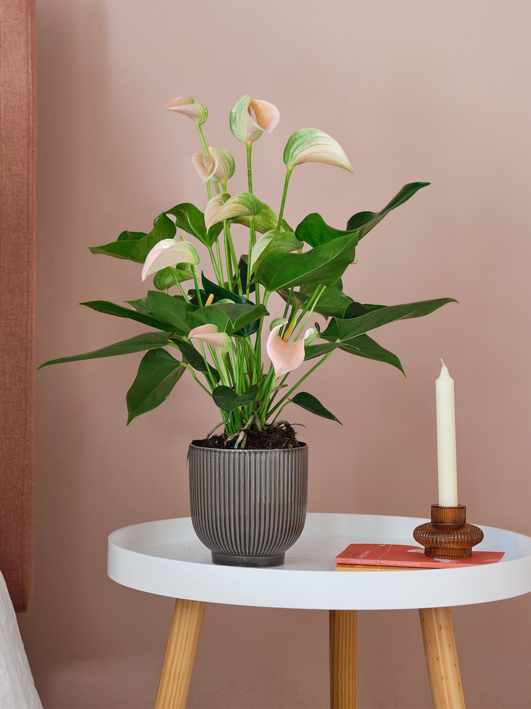 Beards & Daisies Grey Real Peach Anthurium Plant in Ribbed Pot - Image 1 of 3 Beards & Daisies Grey Real Peach Anthurium Plant in Ribbed Pot - Image 1 of 3