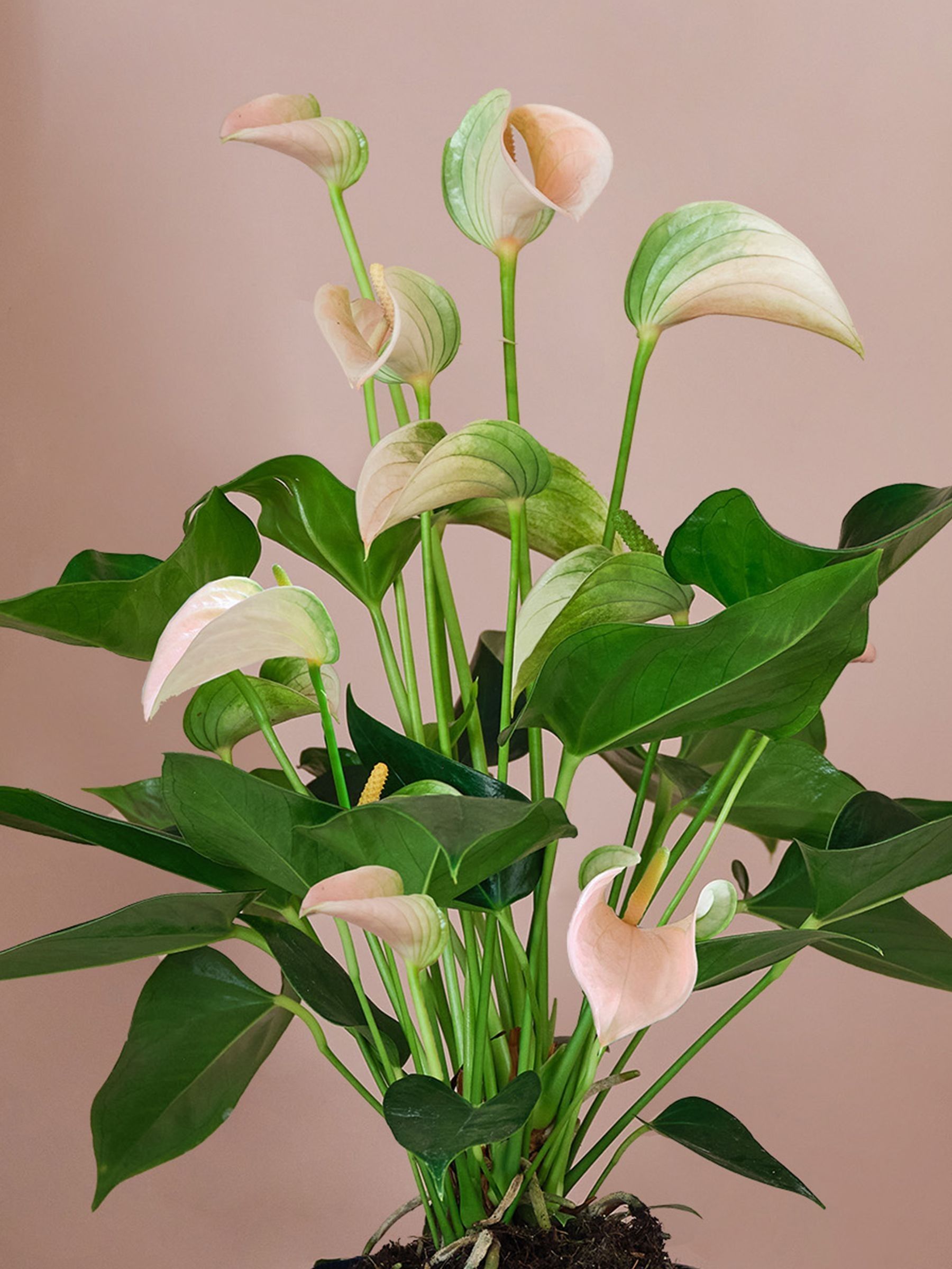 Beards & Daisies Grey Real Peach Anthurium Plant in Ribbed Pot - Image 2 of 3 Beards & Daisies Grey Real Peach Anthurium Plant in Ribbed Pot - Image 2 of 3