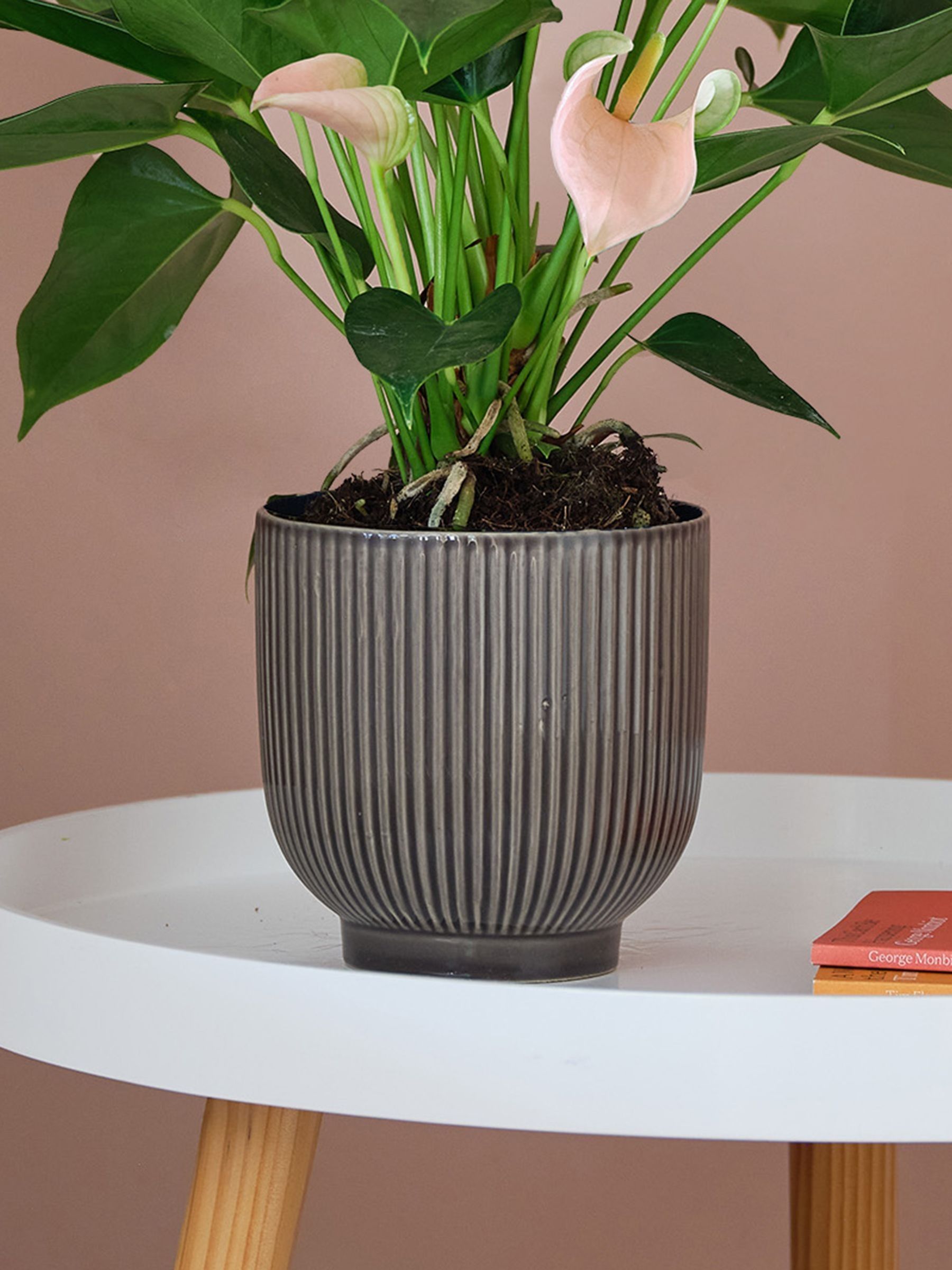 Beards & Daisies Grey Real Peach Anthurium Plant in Ribbed Pot - Image 3 of 3 Beards & Daisies Grey Real Peach Anthurium Plant in Ribbed Pot - Image 3 of 3