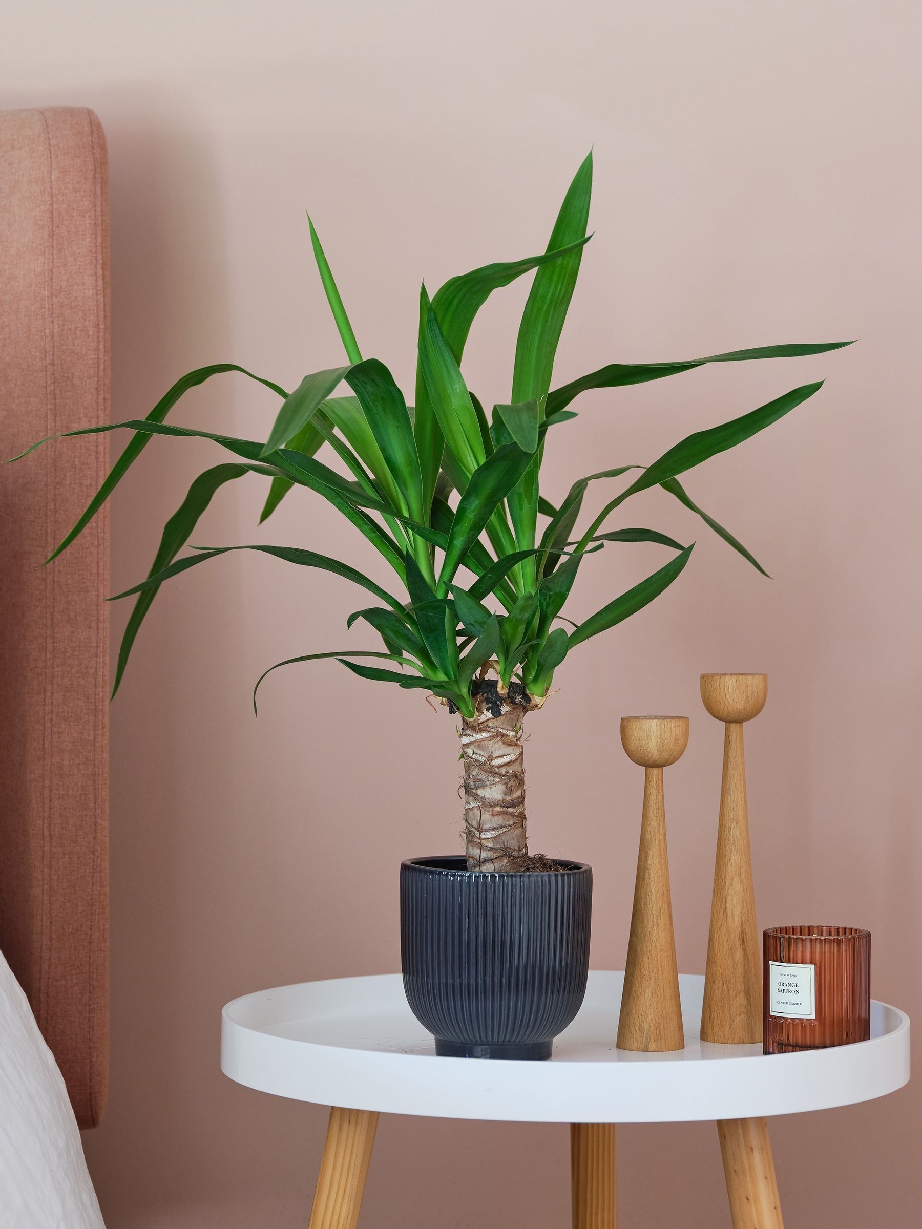 Beards & Daisies Navy Real Yucca Plant in Ribbed Pot - Image 1 of 3