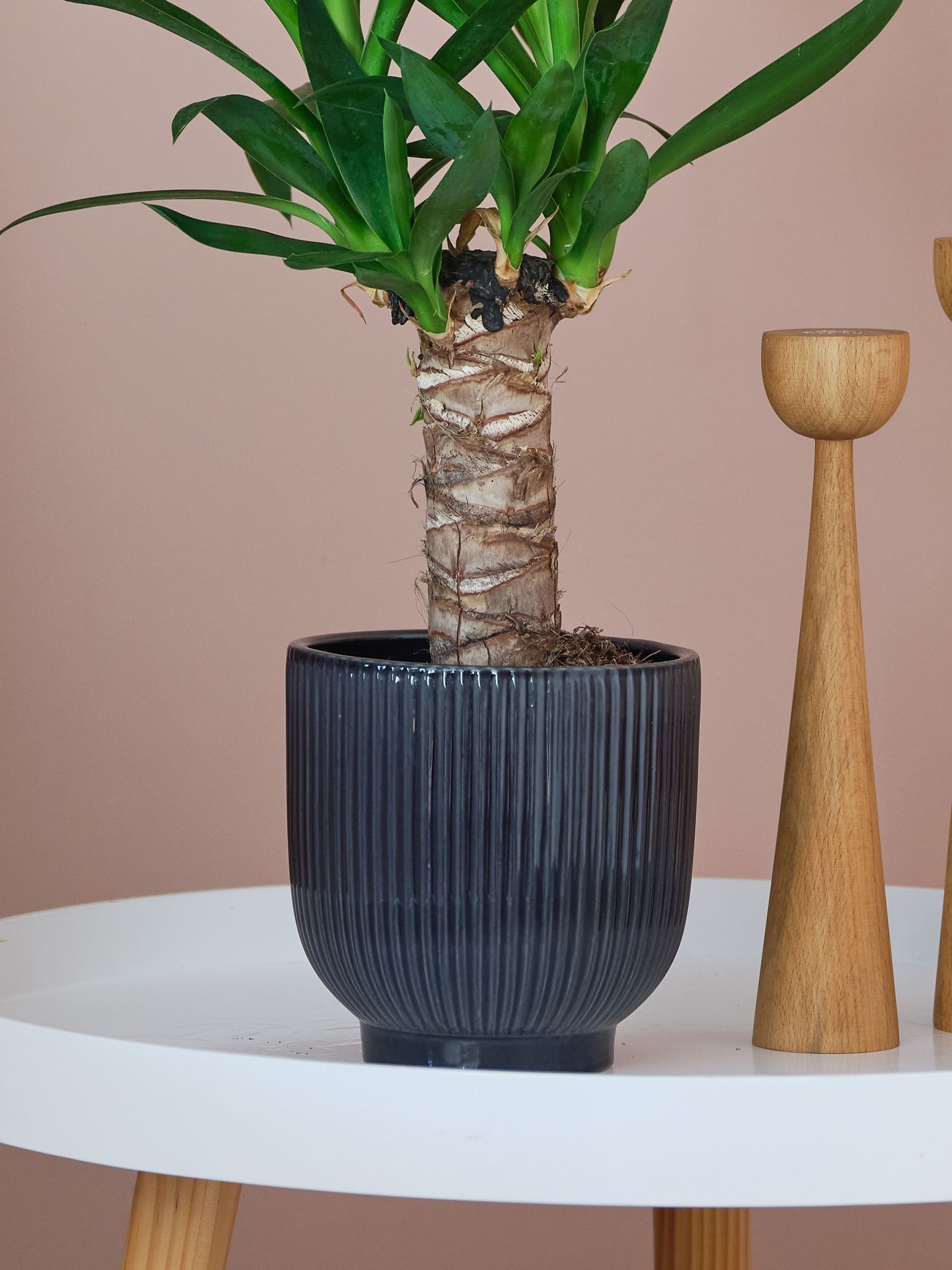 Beards & Daisies Navy Real Yucca Plant in Ribbed Pot - Image 3 of 3