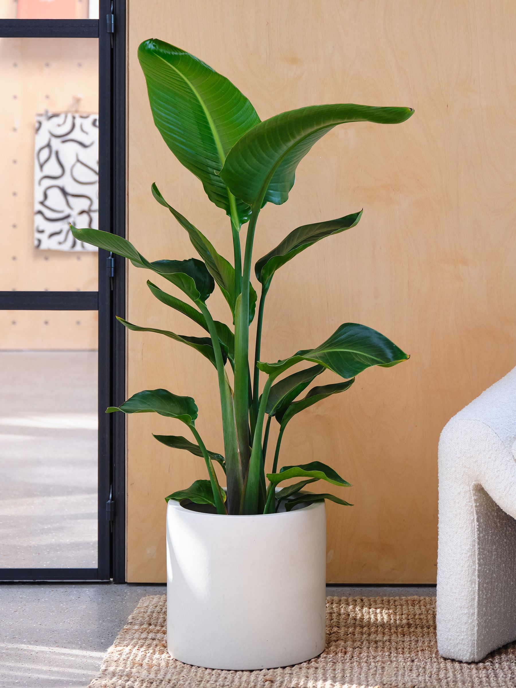 Oyster Real Strelitzia Plant in Earthenware Pot - Image 1 of 3