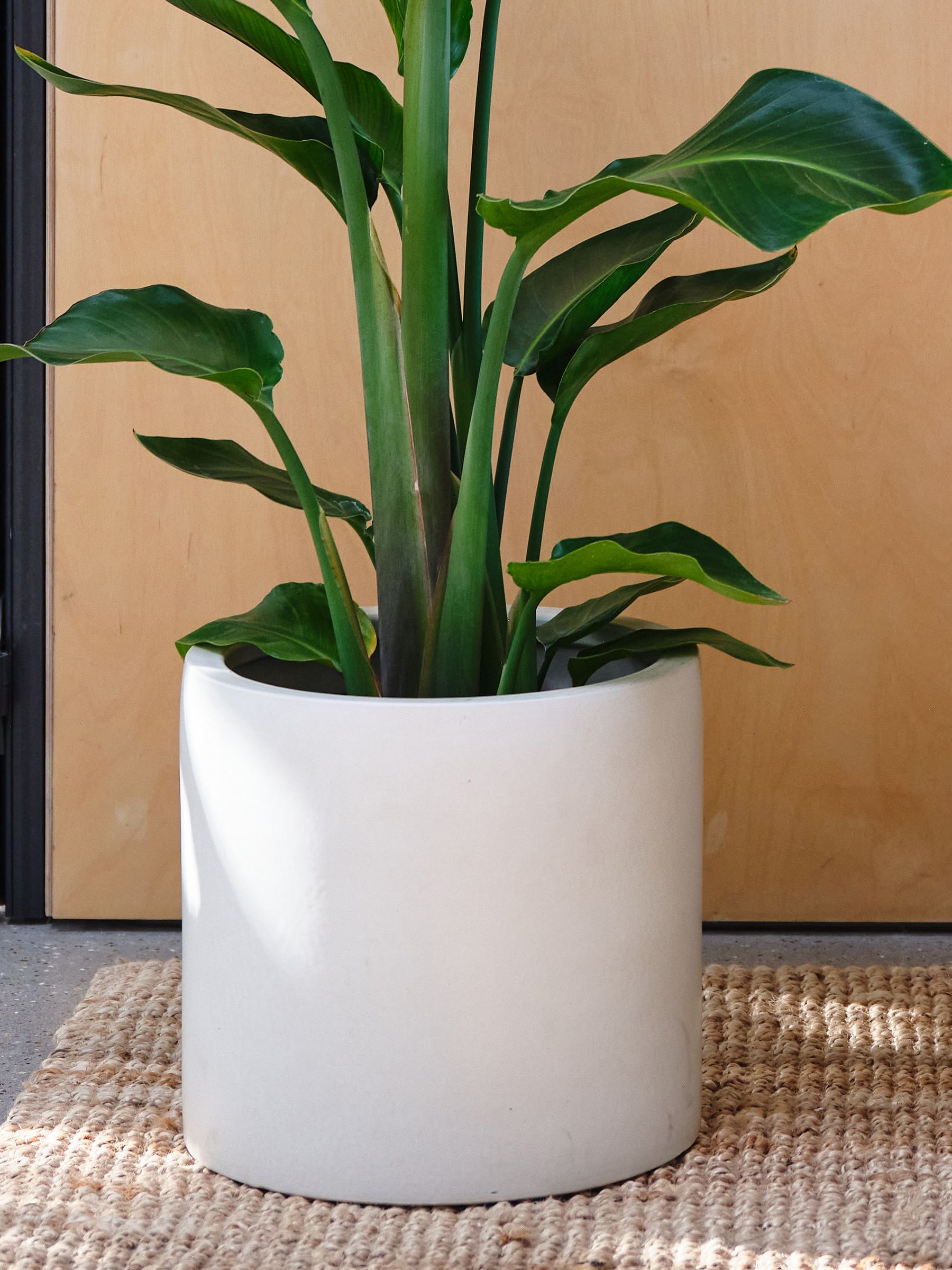 Oyster Real Strelitzia Plant in Earthenware Pot - Image 2 of 3