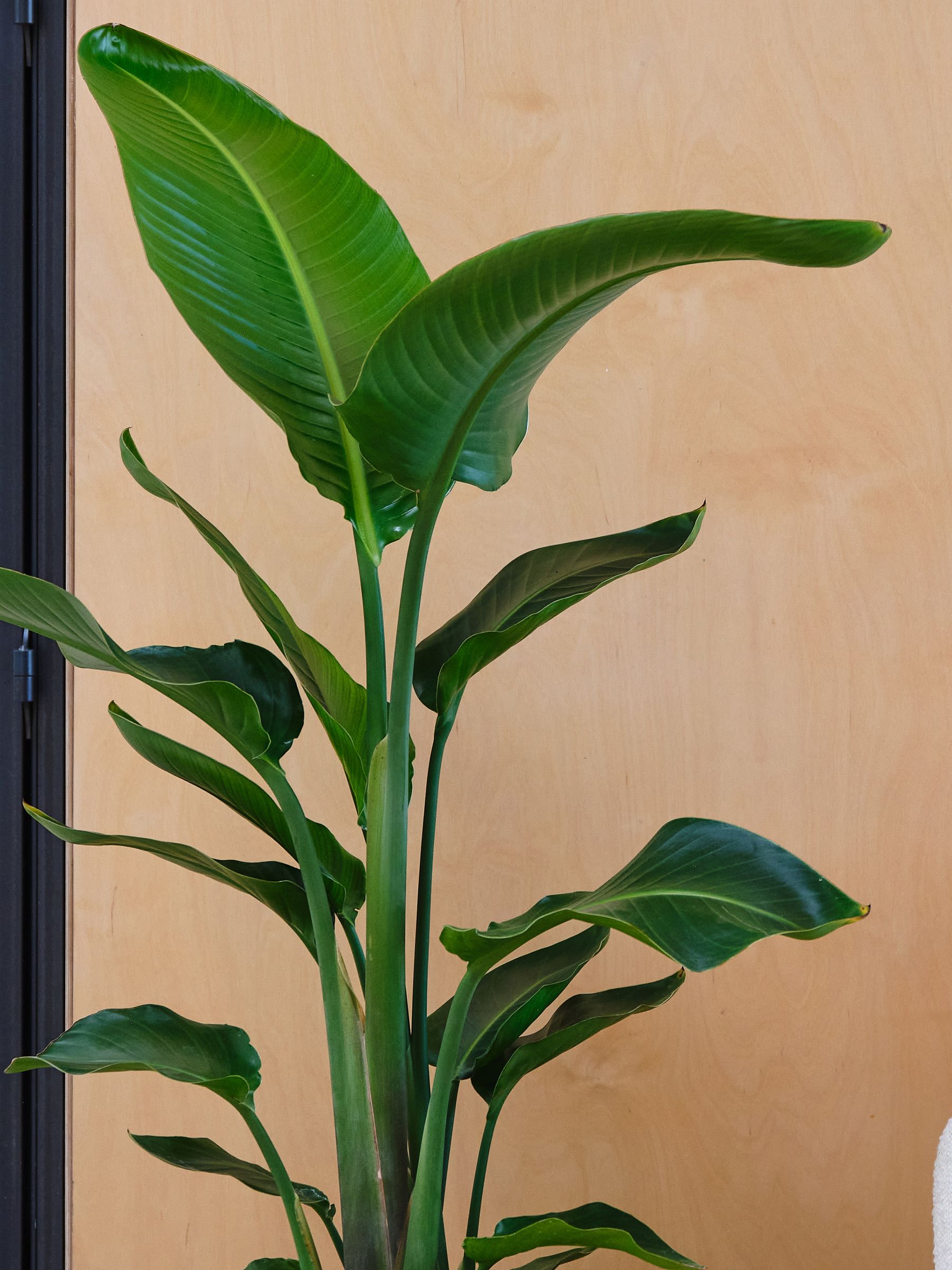 Oyster Real Strelitzia Plant in Earthenware Pot - Image 3 of 3 Oyster Real Strelitzia Plant in Earthenware Pot - Image 3 of 3