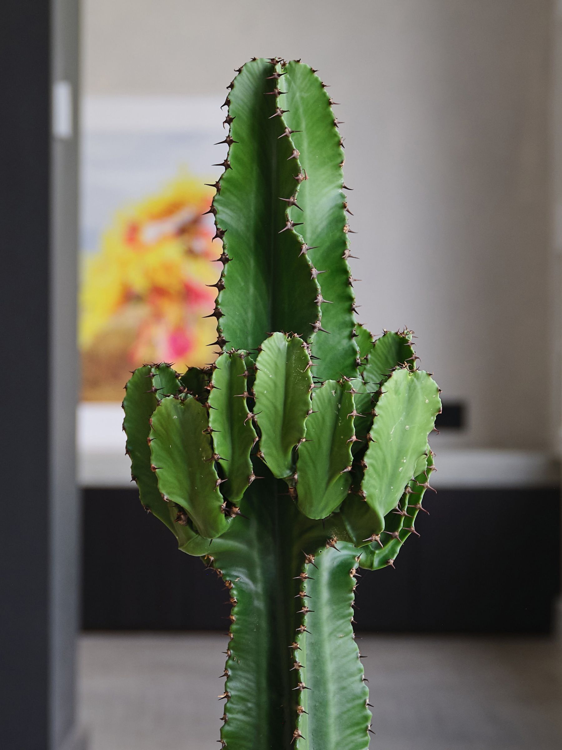 Oyster Real Euphorbia Trigona Plant in Earthenware Pot - Image 2 of 4 Oyster Real Euphorbia Trigona Plant in Earthenware Pot - Image 2 of 4