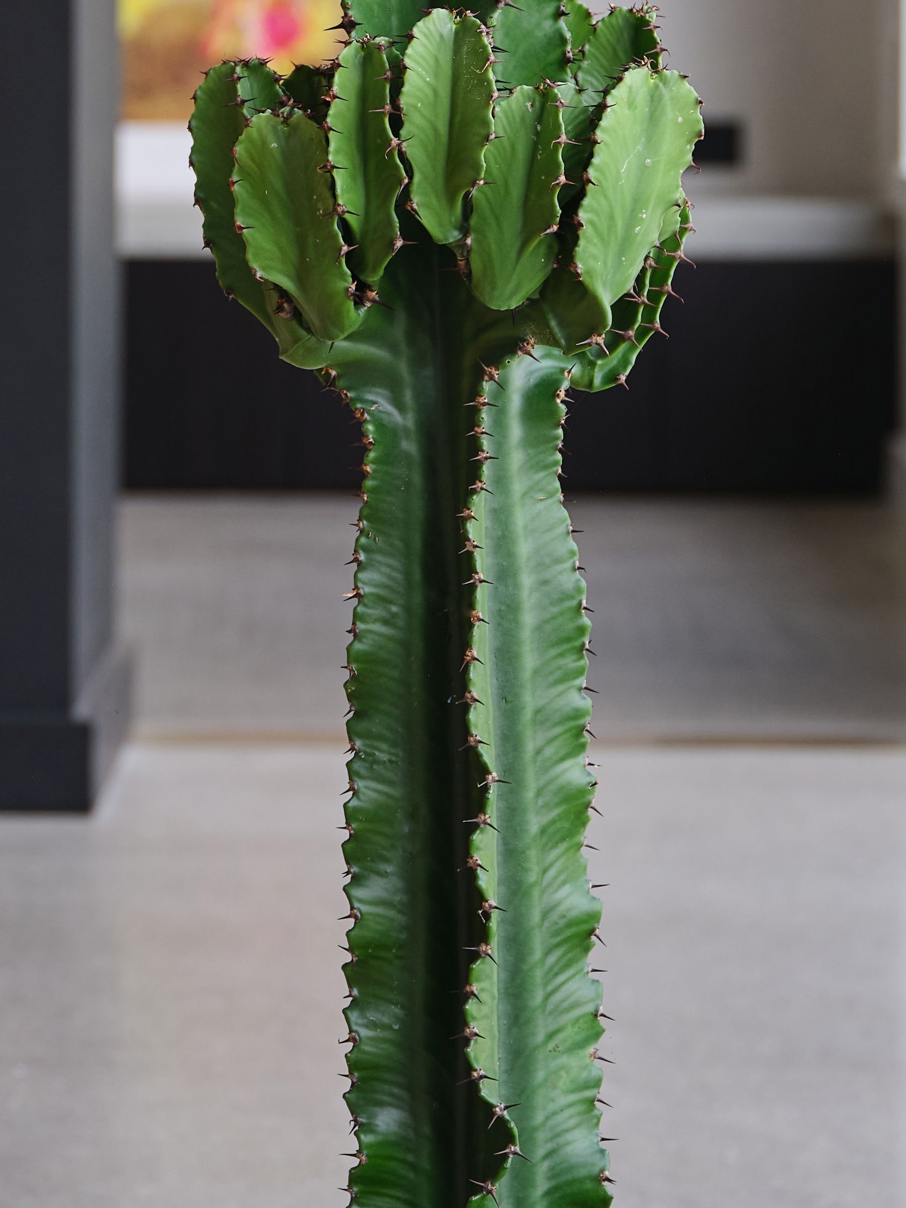 Oyster Real Euphorbia Trigona Plant in Earthenware Pot - Image 3 of 4