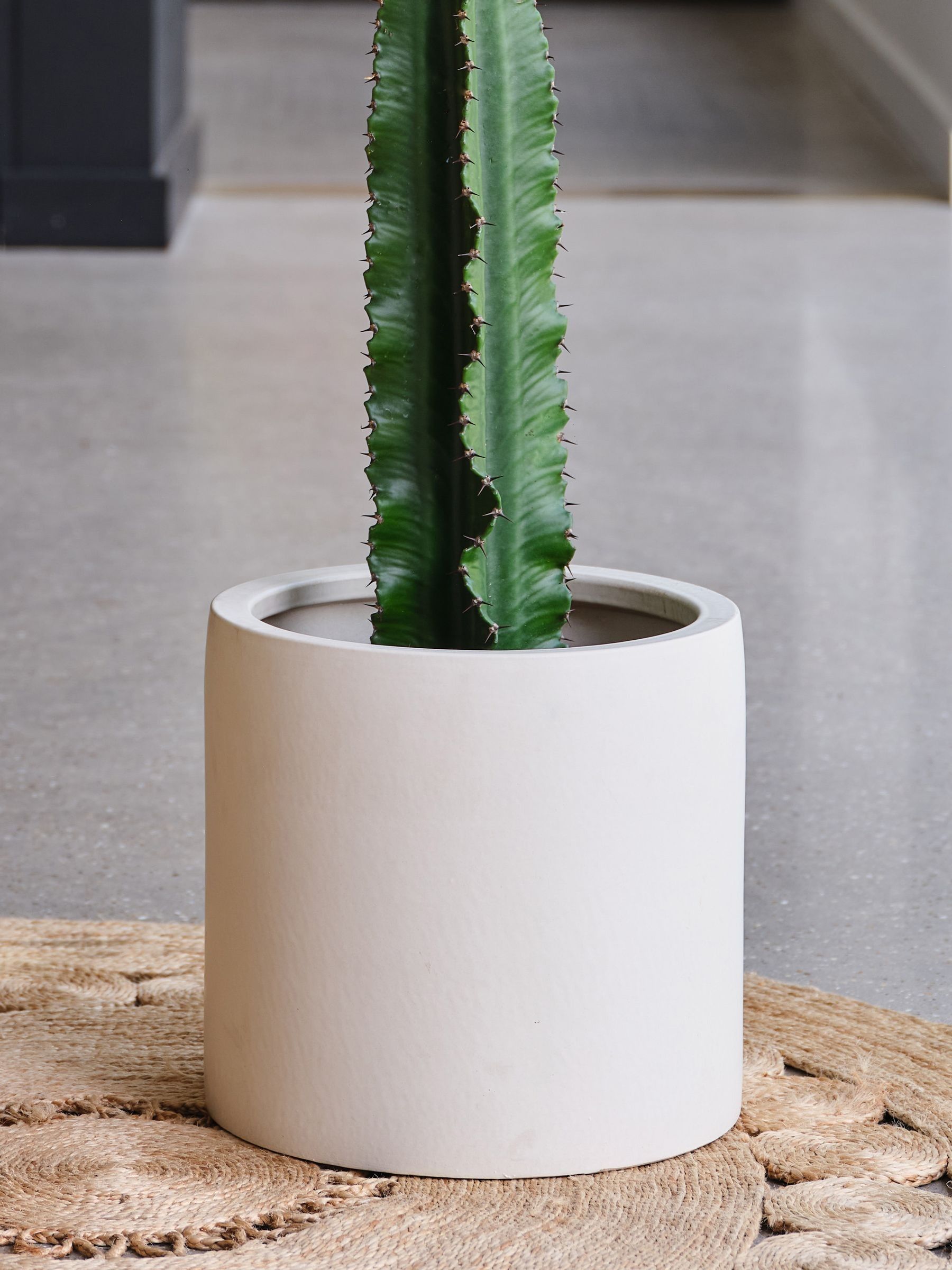 Oyster Real Euphorbia Trigona Plant in Earthenware Pot - Image 4 of 4