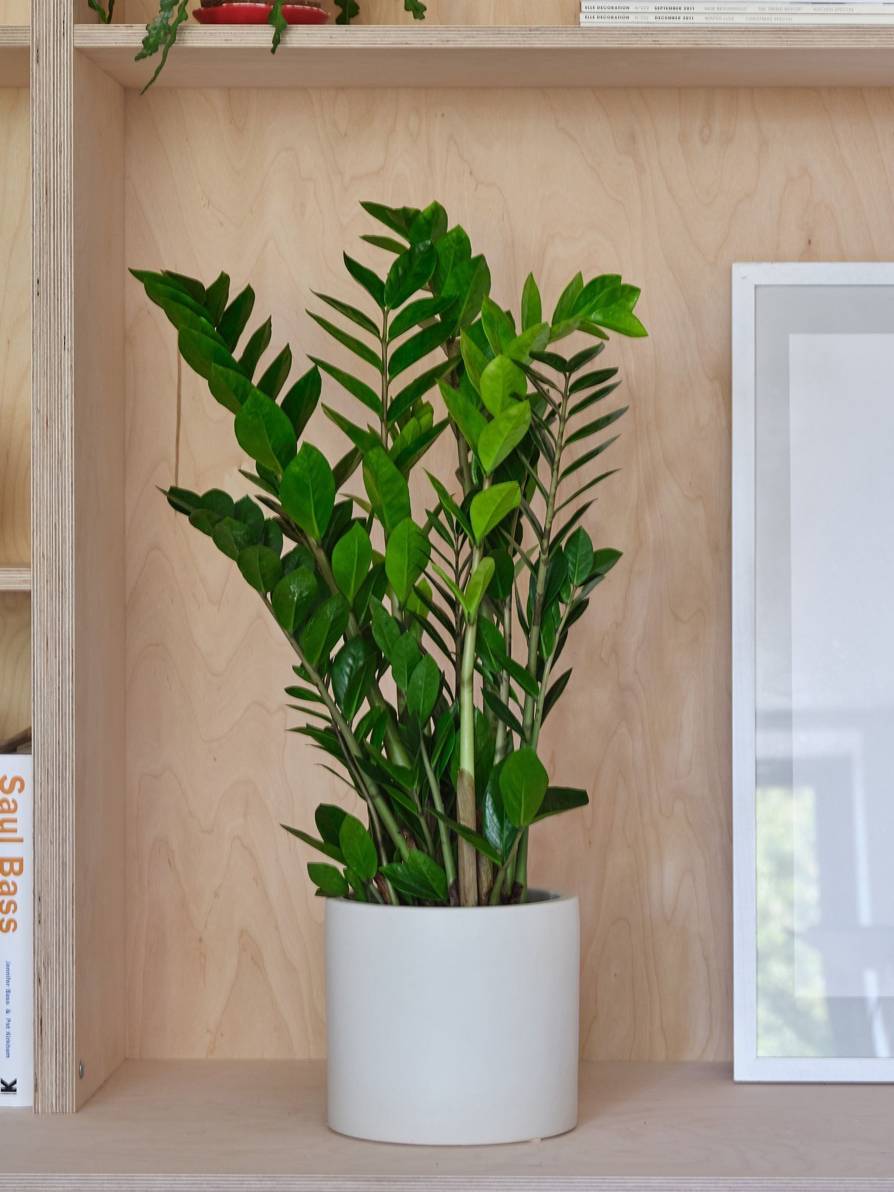 Oyster Real ZZ Plant in Earthenware Pot - Image 1 of 3