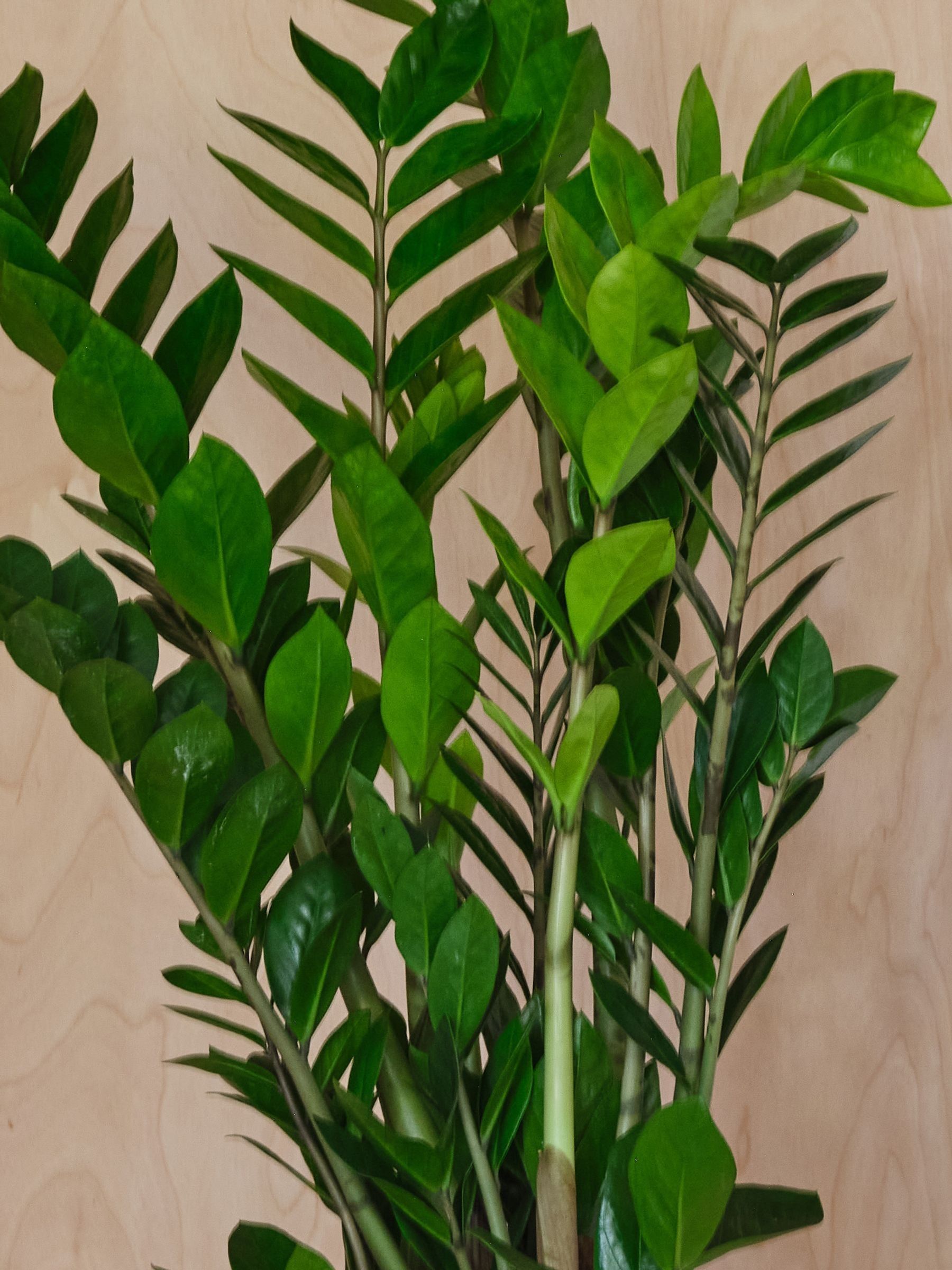 Oyster Real ZZ Plant in Earthenware Pot - Image 2 of 3