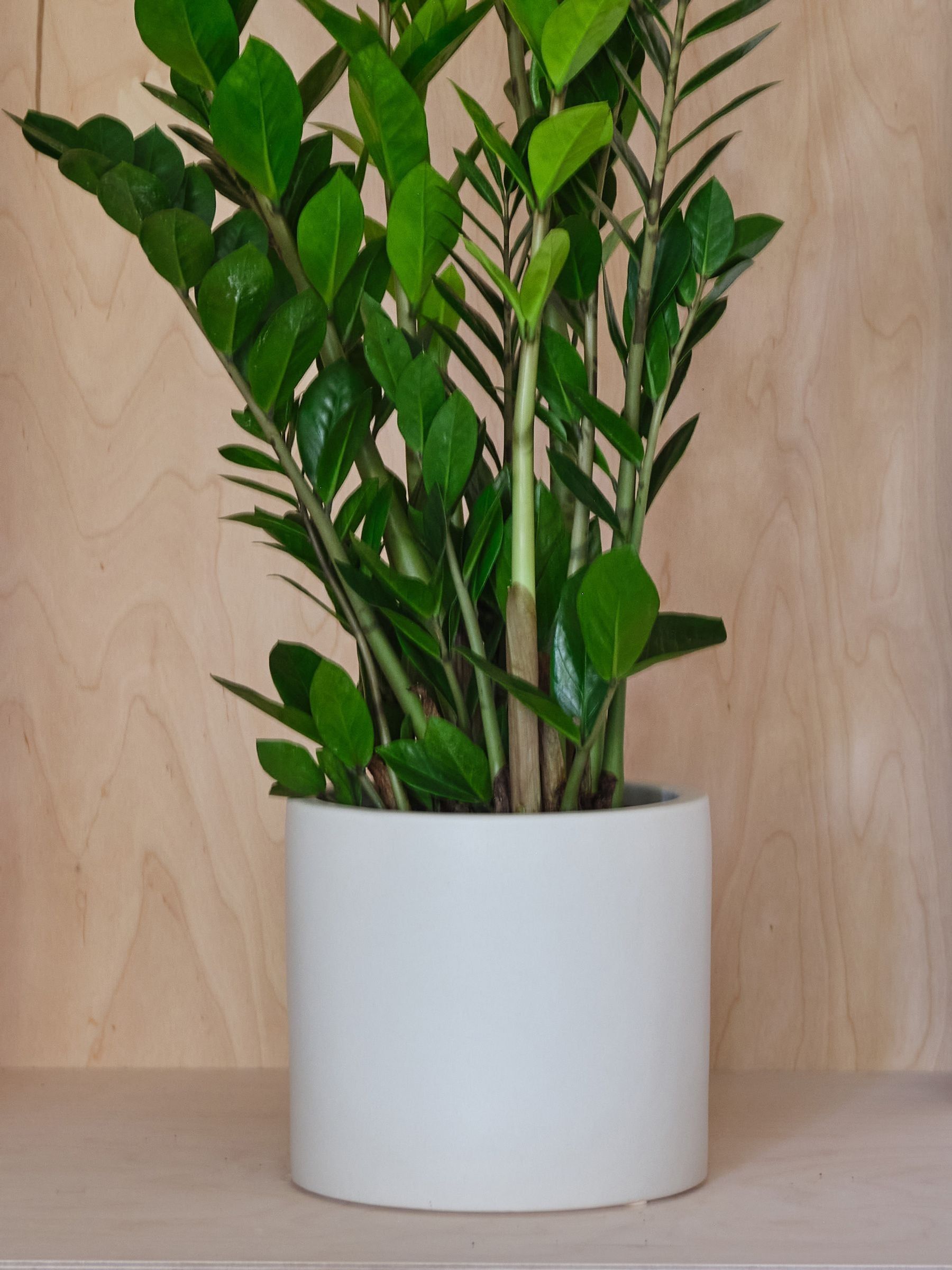 Oyster Real ZZ Plant in Earthenware Pot - Image 3 of 3 Oyster Real ZZ Plant in Earthenware Pot - Image 3 of 3