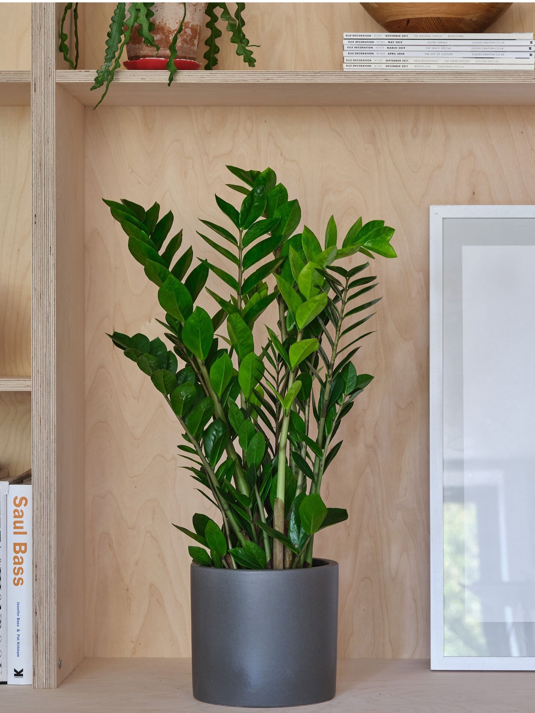 Graphite Real ZZ Plant in Earthenware Pot - Image 1 of 3