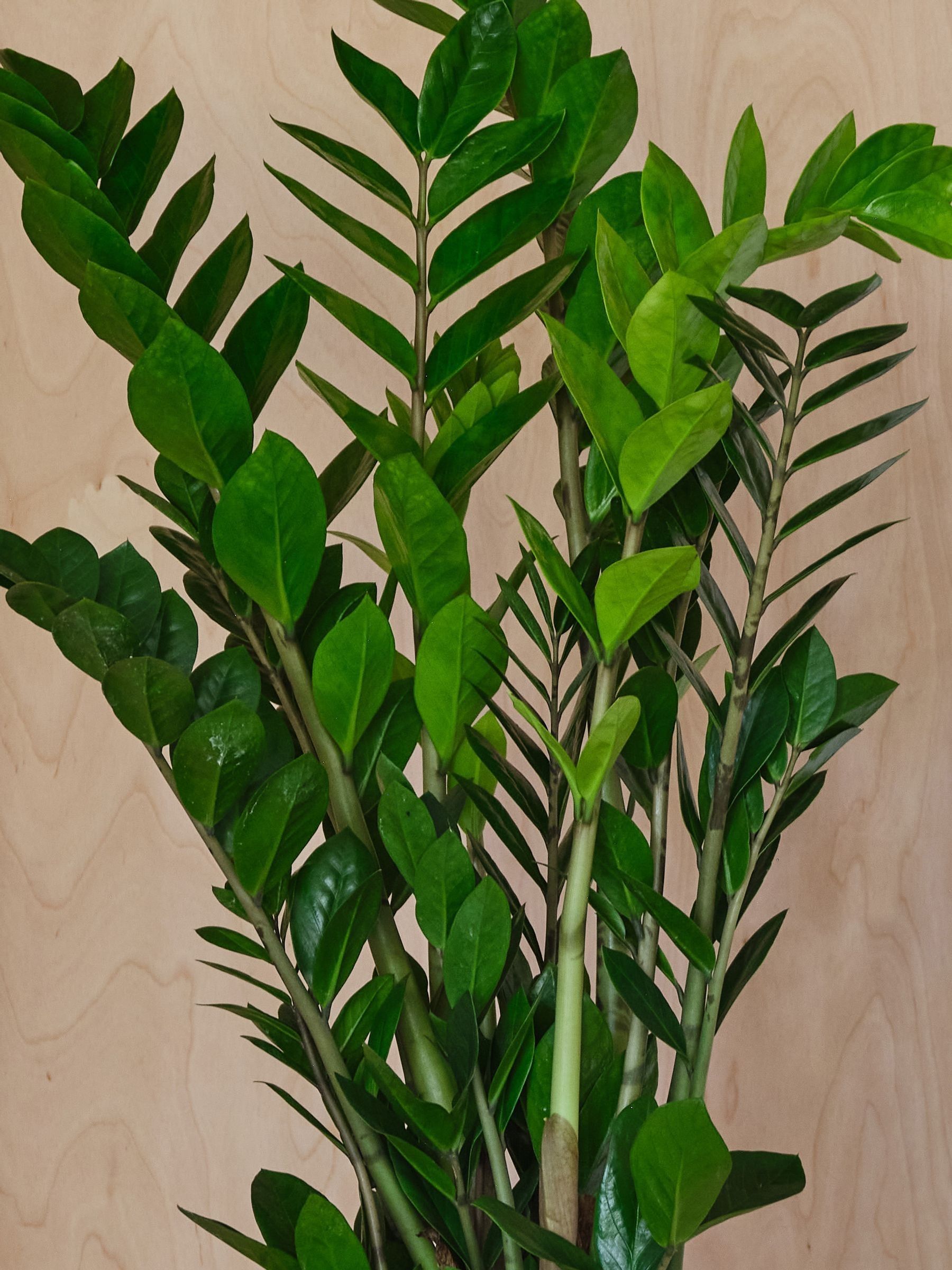 Graphite Real ZZ Plant in Earthenware Pot - Image 2 of 3 Graphite Real ZZ Plant in Earthenware Pot - Image 2 of 3