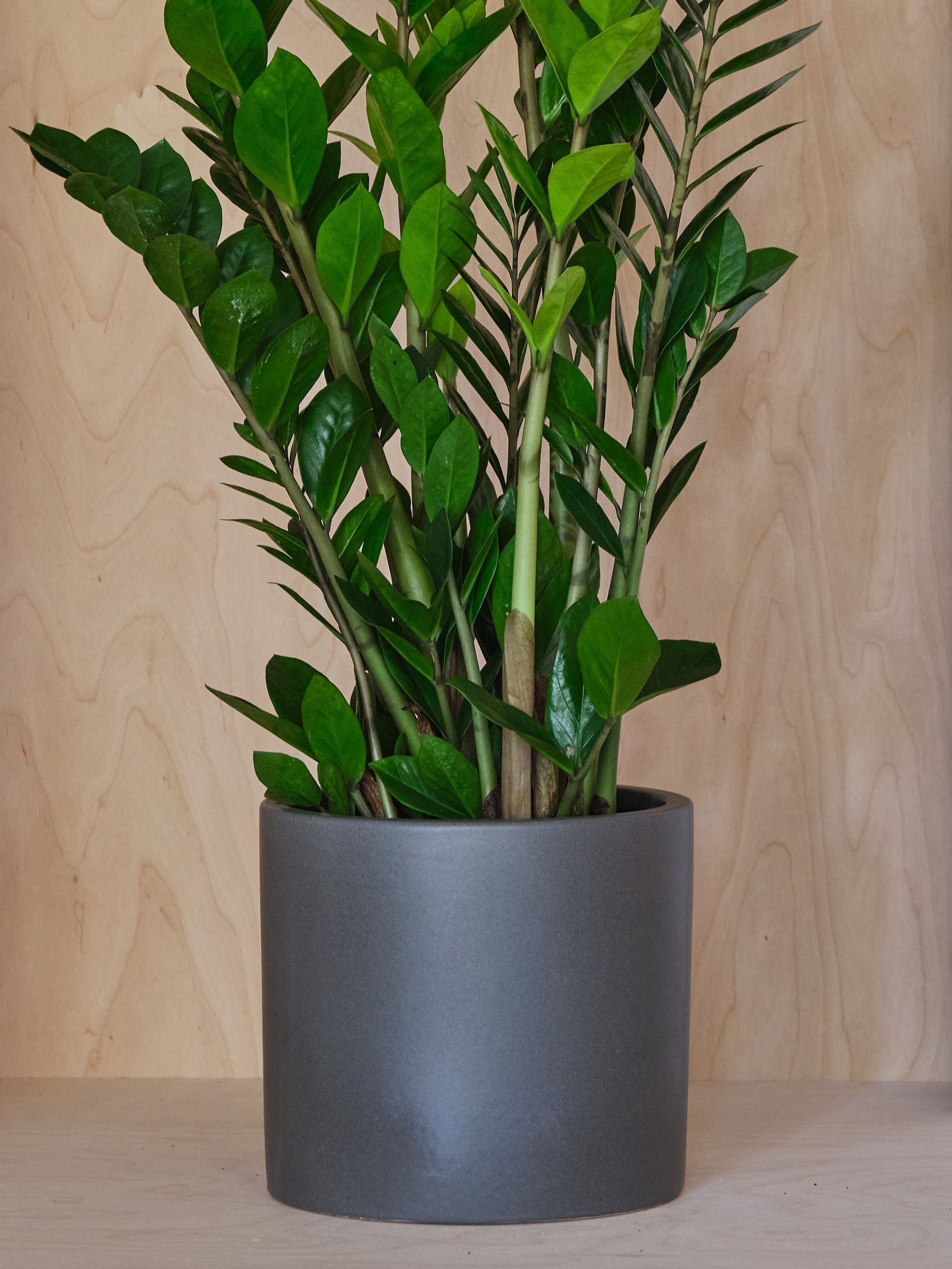 Graphite Real ZZ Plant in Earthenware Pot - Image 3 of 3 Graphite Real ZZ Plant in Earthenware Pot - Image 3 of 3