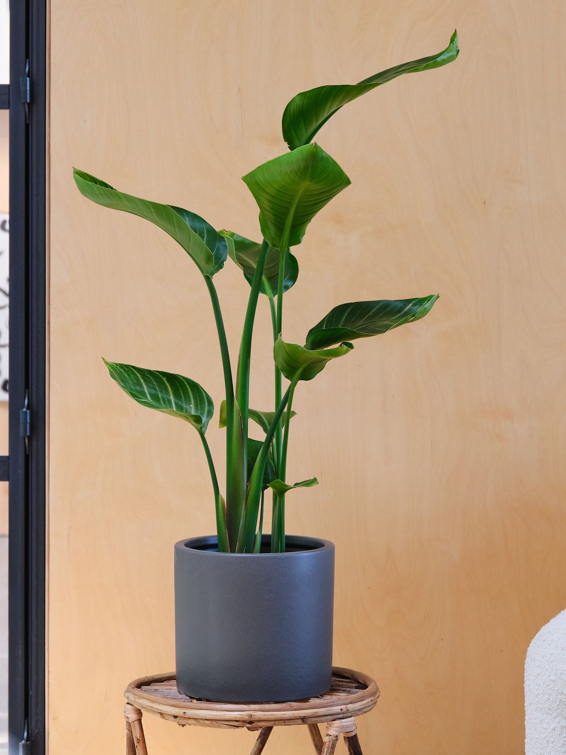 Graphite Real Strelitzia Plant in Earthenware Pot - Image 1 of 6