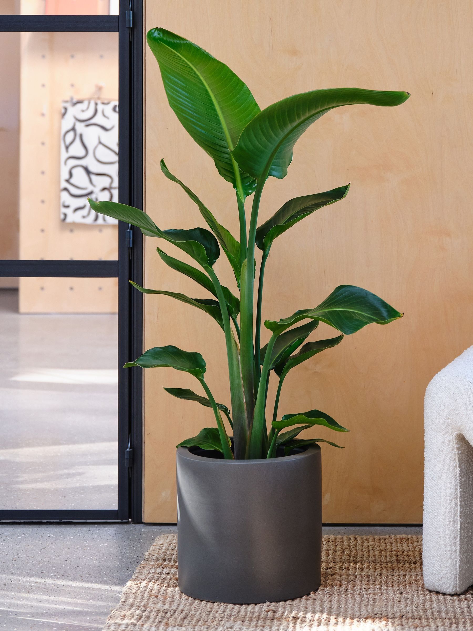Graphite Real Strelitzia Plant in Earthenware Pot - Image 2 of 6