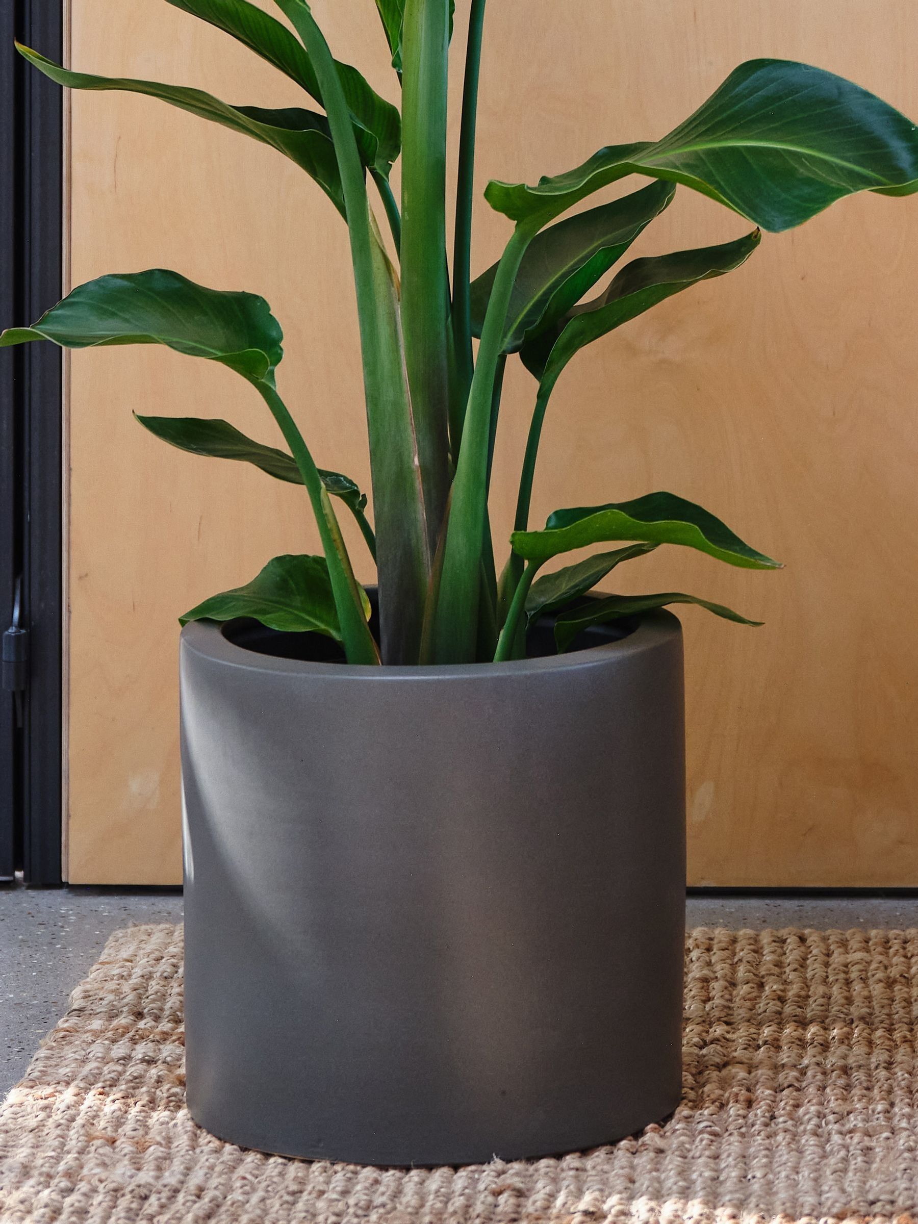 Graphite Real Strelitzia Plant in Earthenware Pot - Image 3 of 6