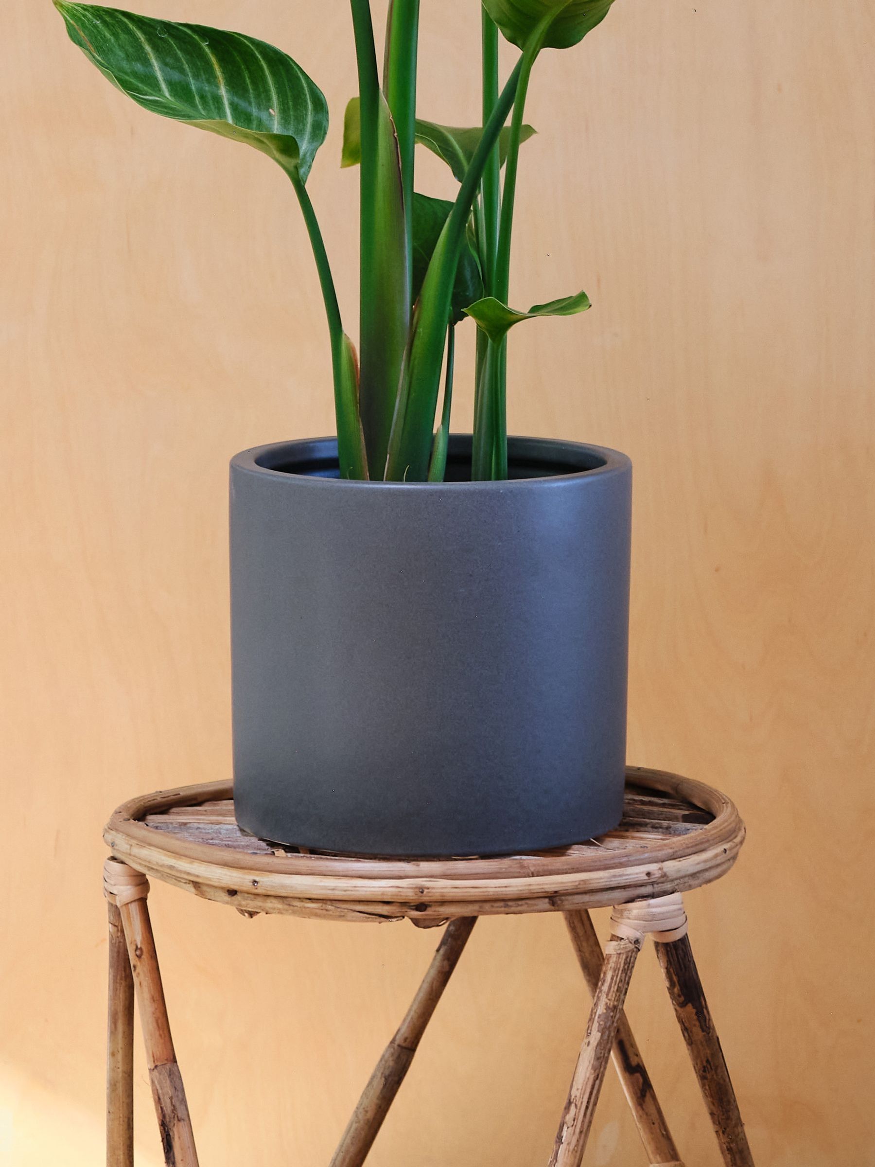 Graphite Real Strelitzia Plant in Earthenware Pot - Image 4 of 6