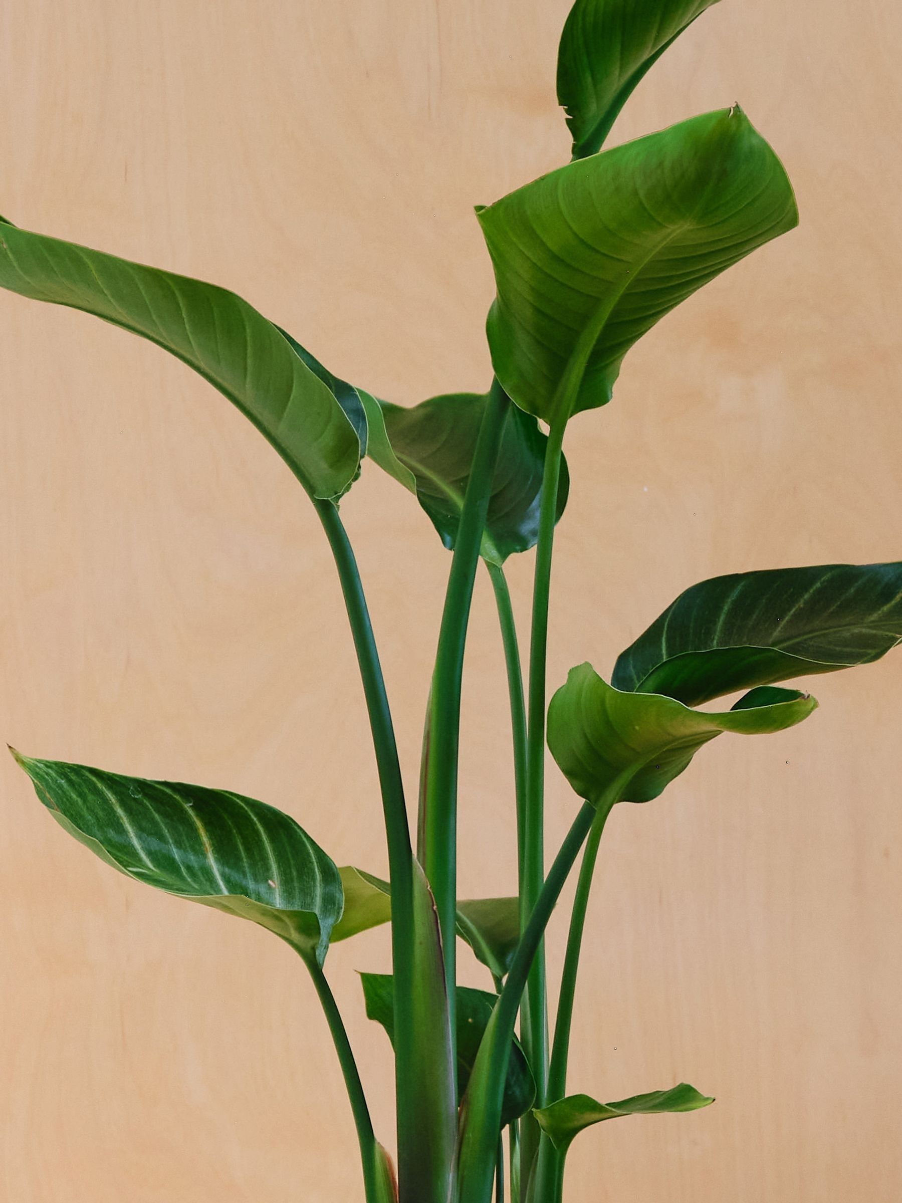 Graphite Real Strelitzia Plant in Earthenware Pot - Image 6 of 6