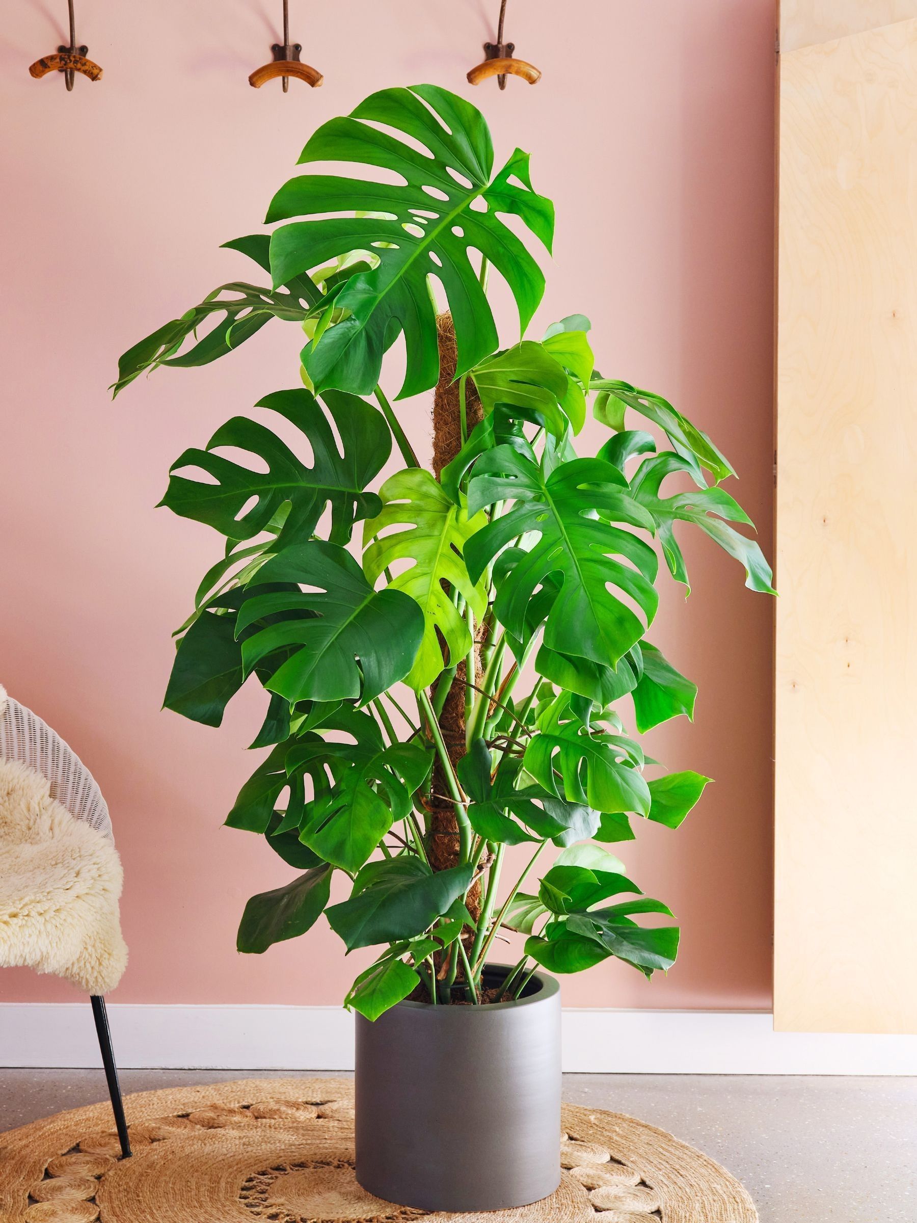 Graphite Real Monstera Swiss Cheese Moss Pole Plant in Earthenware Pot - Image 1 of 3