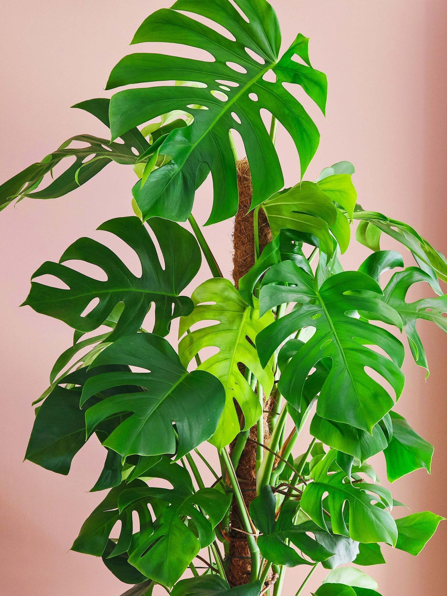 Graphite Real Monstera Swiss Cheese Moss Pole Plant in Earthenware Pot - Image 2 of 3 Graphite Real Monstera Swiss Cheese Moss Pole Plant in Earthenware Pot - Image 2 of 3