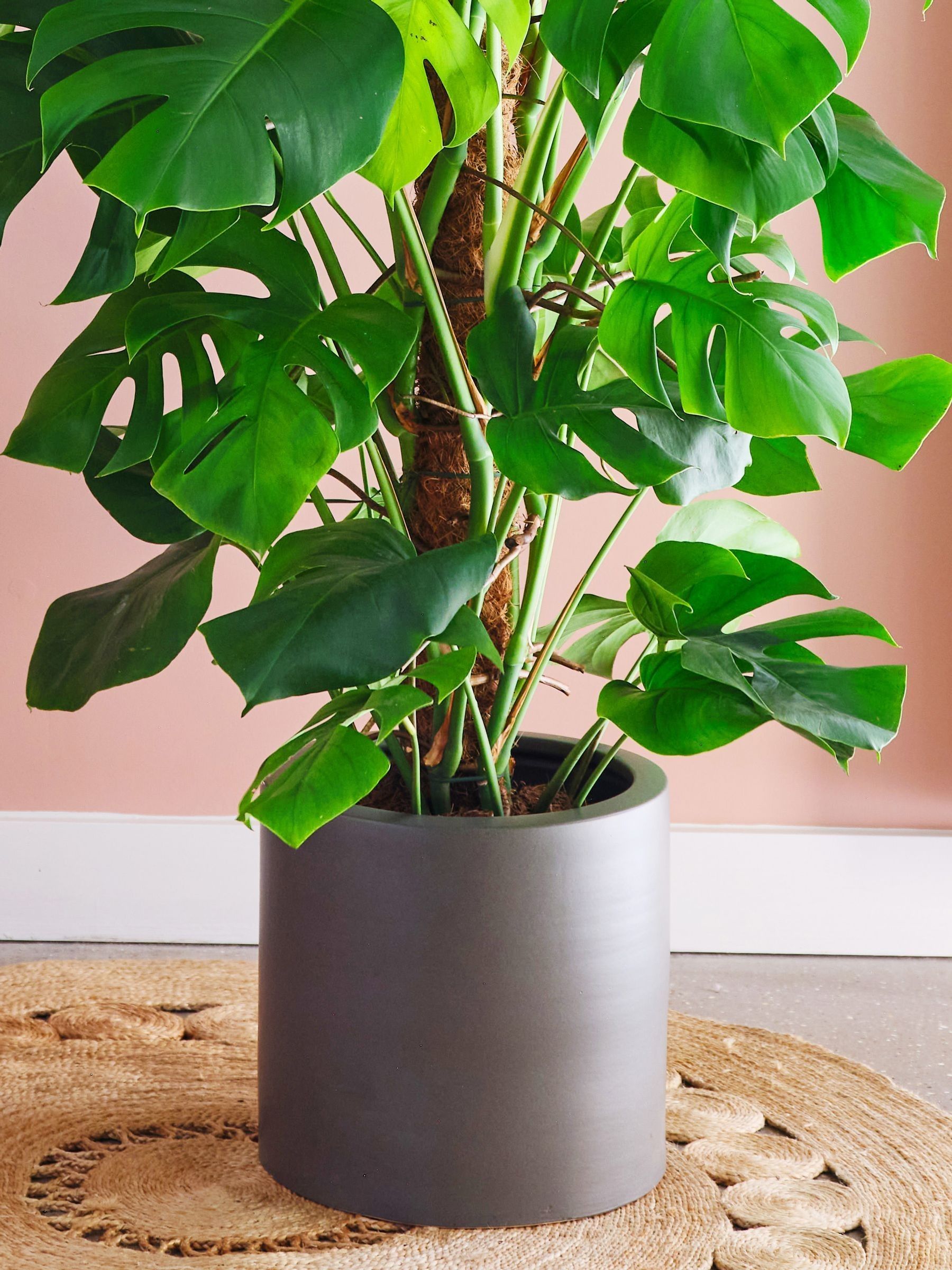 Graphite Real Monstera Swiss Cheese Moss Pole Plant in Earthenware Pot - Image 3 of 3 Graphite Real Monstera Swiss Cheese Moss Pole Plant in Earthenware Pot - Image 3 of 3