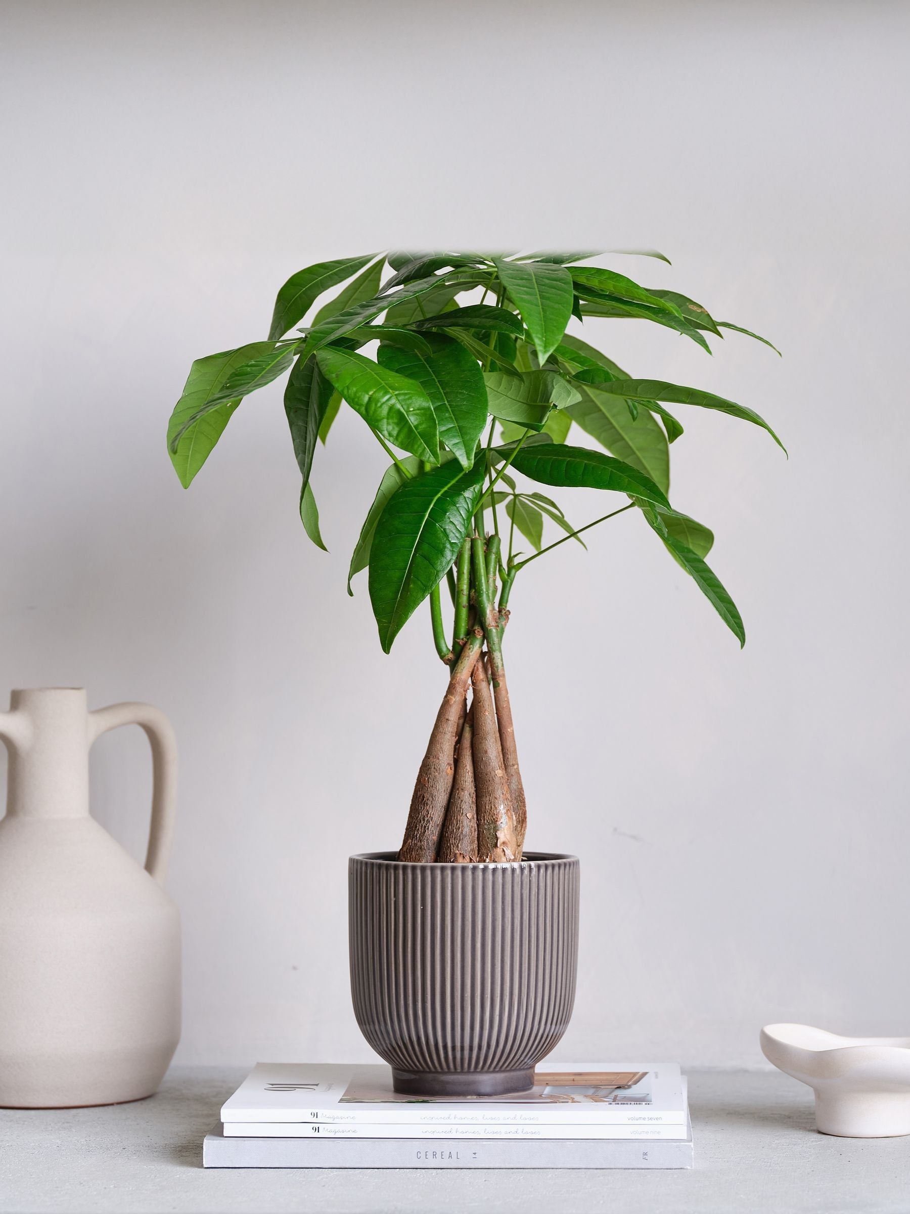 Grey Real Money Tree in Ribbed Pot - Image 1 of 4