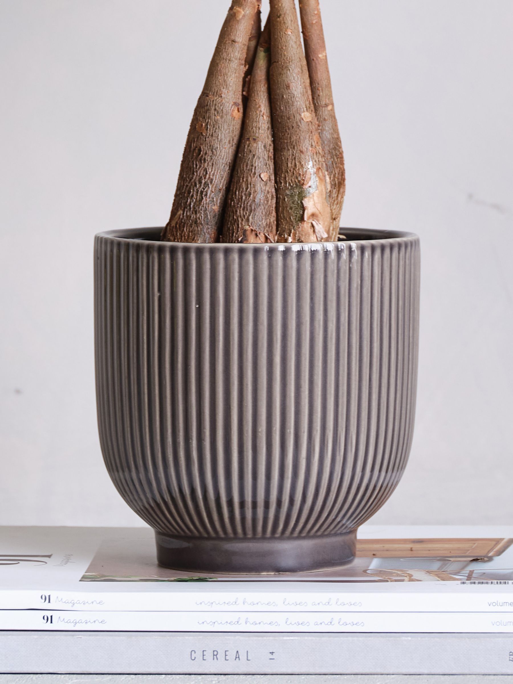 Grey Real Money Tree in Ribbed Pot - Image 4 of 4 Grey Real Money Tree in Ribbed Pot - Image 4 of 4