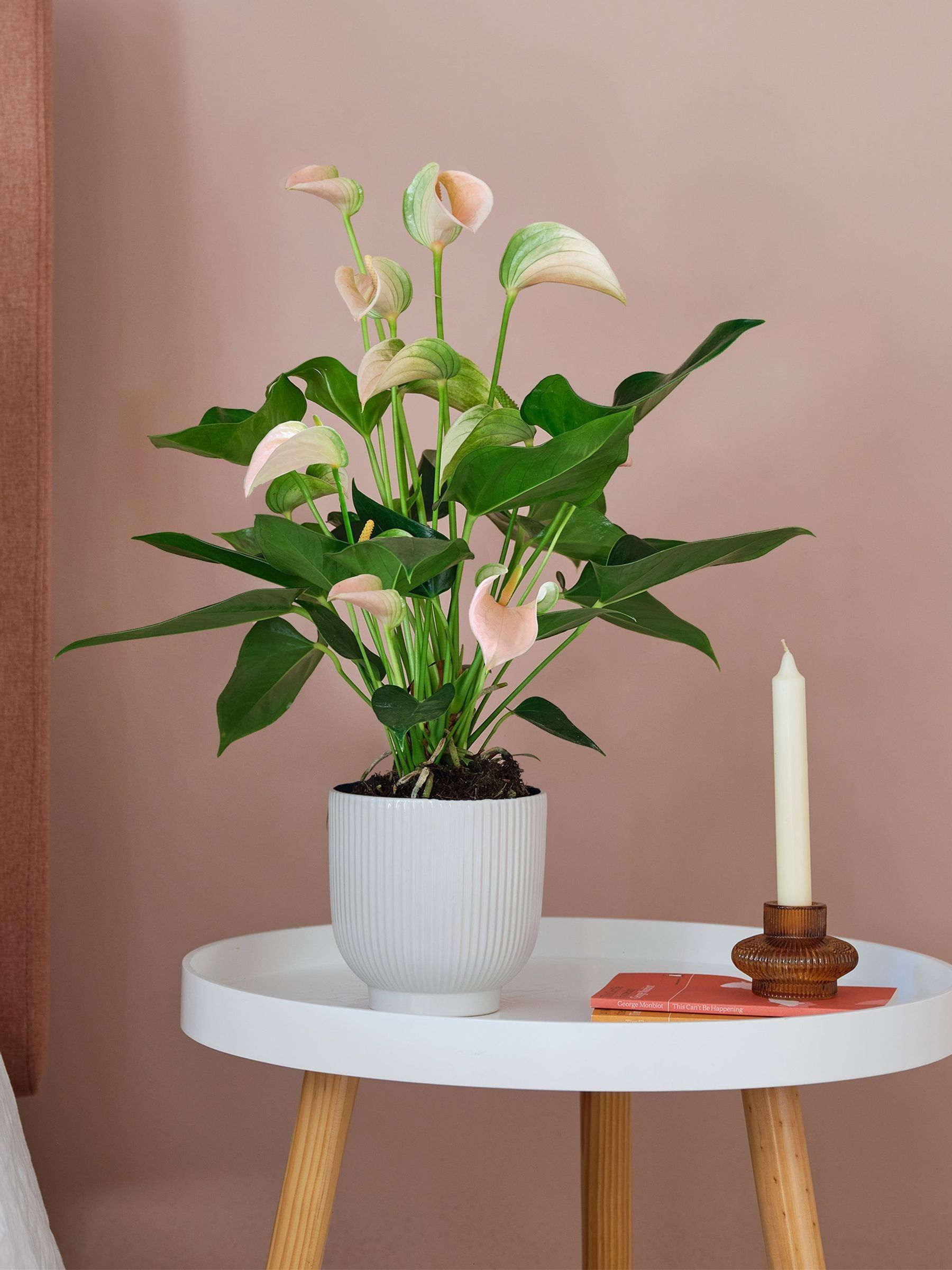 Beards & Daisies White Real Peach Anthurium Plant in Ribbed Pot - Image 1 of 3