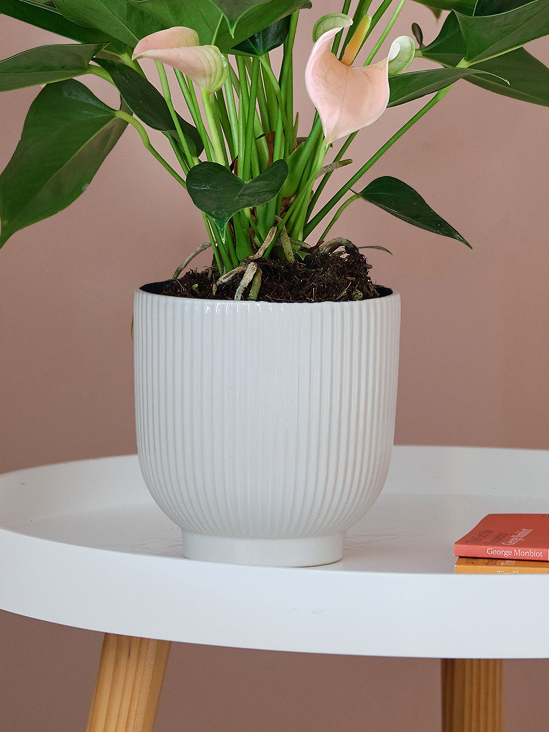 Beards & Daisies White Real Peach Anthurium Plant in Ribbed Pot - Image 3 of 3